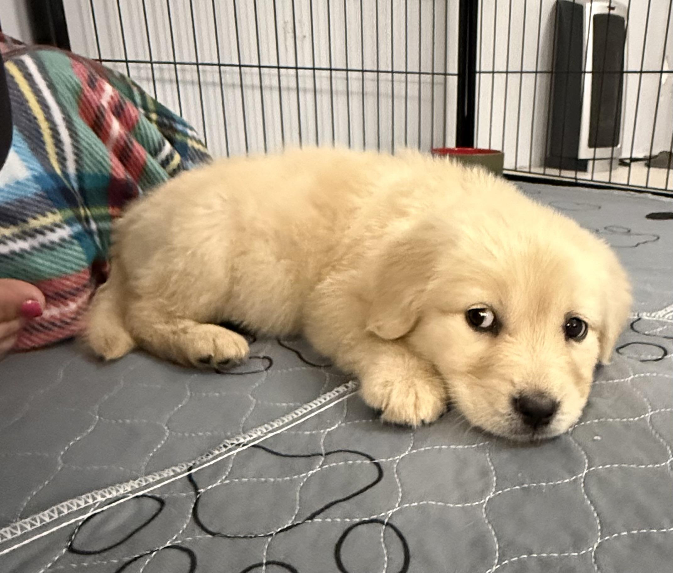 Molly, a Adopted mixed breed in Spartanburg, SC image 5/6