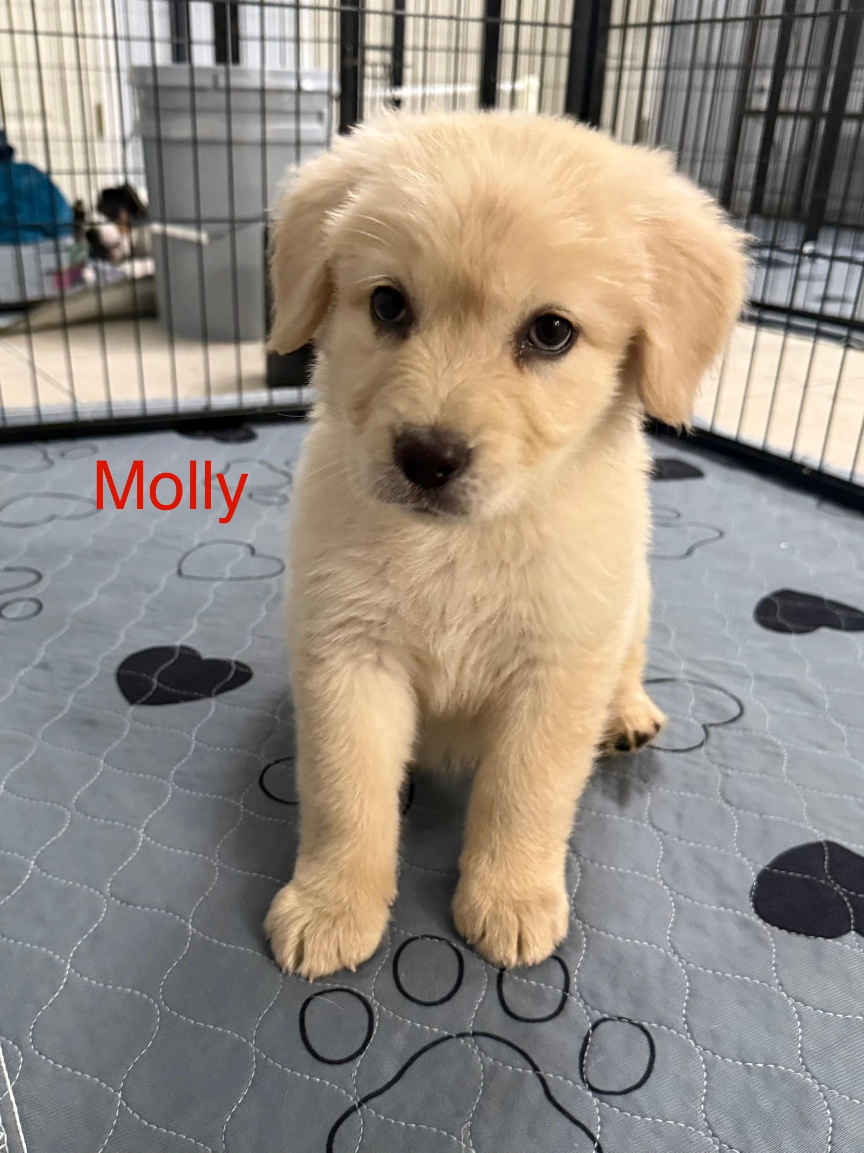 Molly, Adopted, Puppy Female Great Pyrenees.