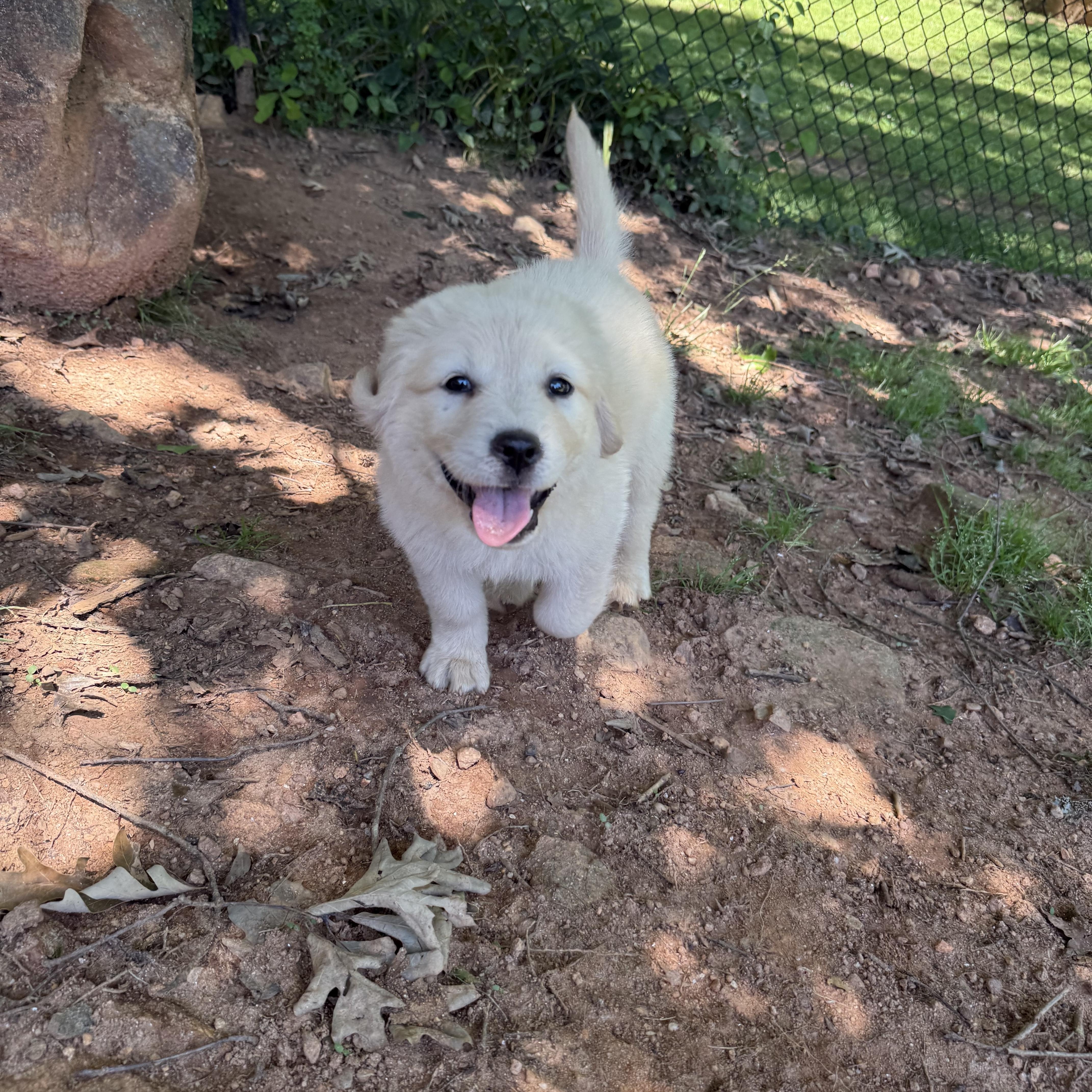Molly, a Adopted mixed breed in Spartanburg, SC image 6/6