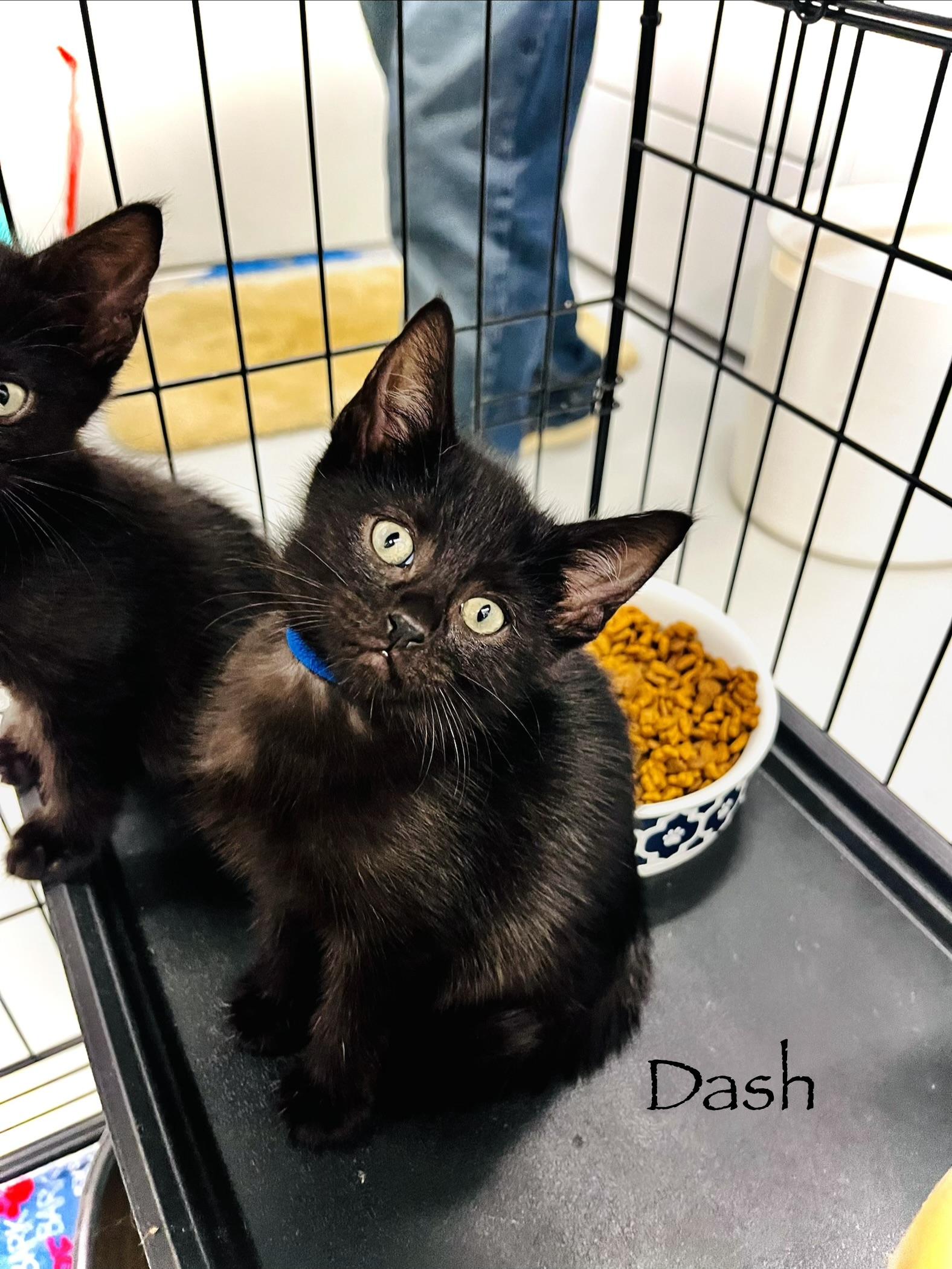 Enlarge F26-26 Bolt, a Adopted Domestic Short Hair in Nassau Bay, TX image 2/3