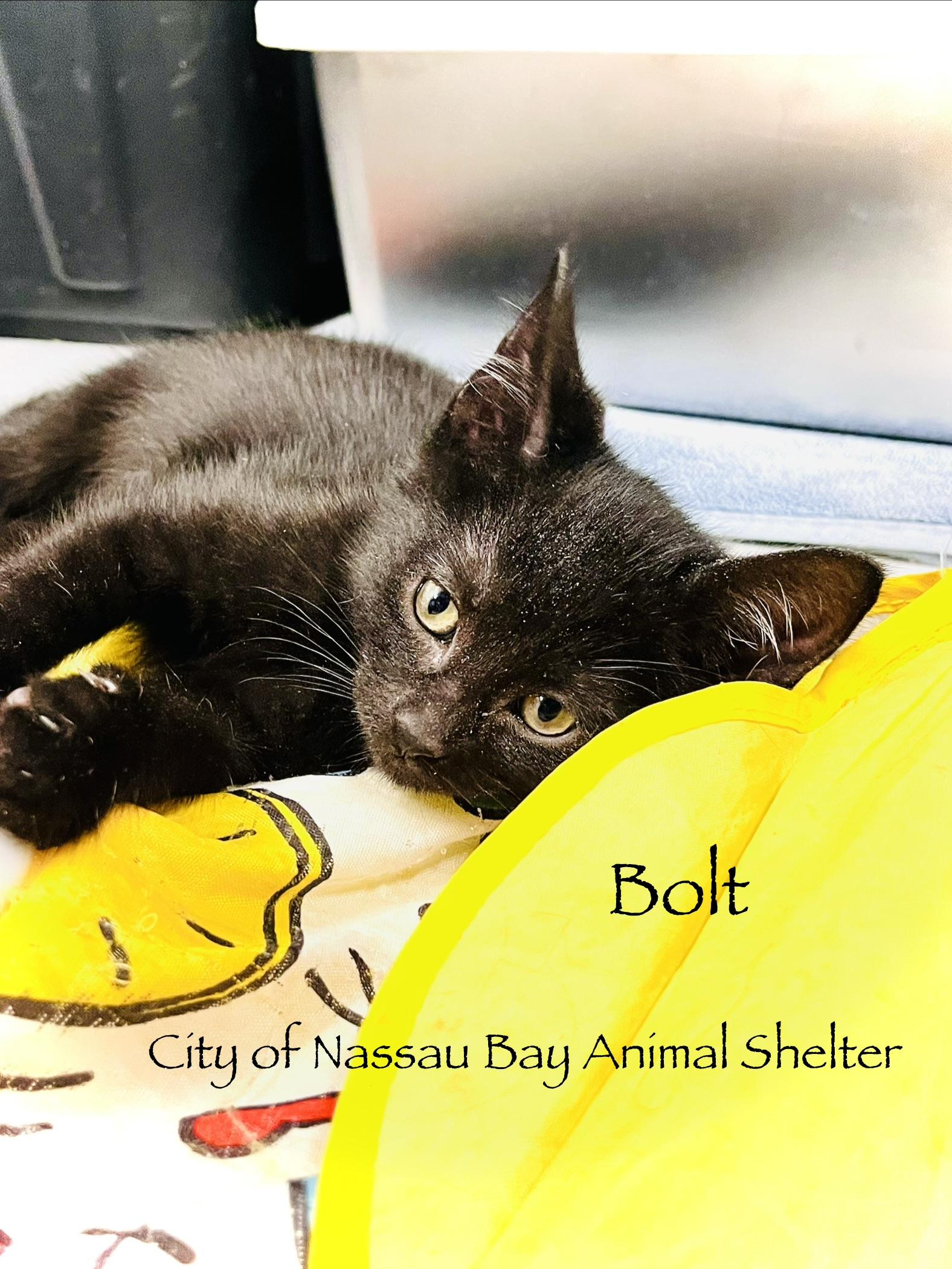 F26-26 Bolt, Adopted, Kitten Male Domestic Short Hair.