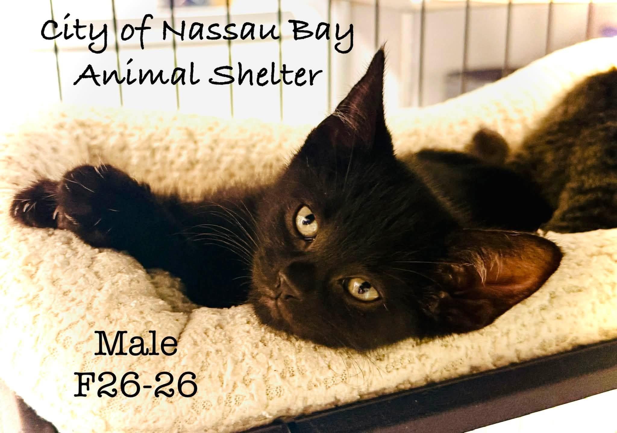 Enlarge F26-26 Bolt, a Adopted Domestic Short Hair in Nassau Bay, TX image 3/3
