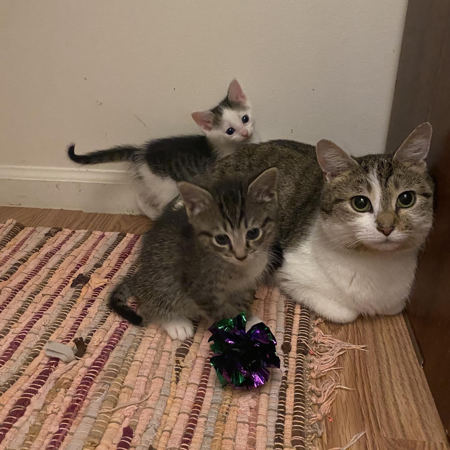 Enlarge Pearl, a ADOPTABLE Domestic Short Hair in Clyde, NC image 3/4