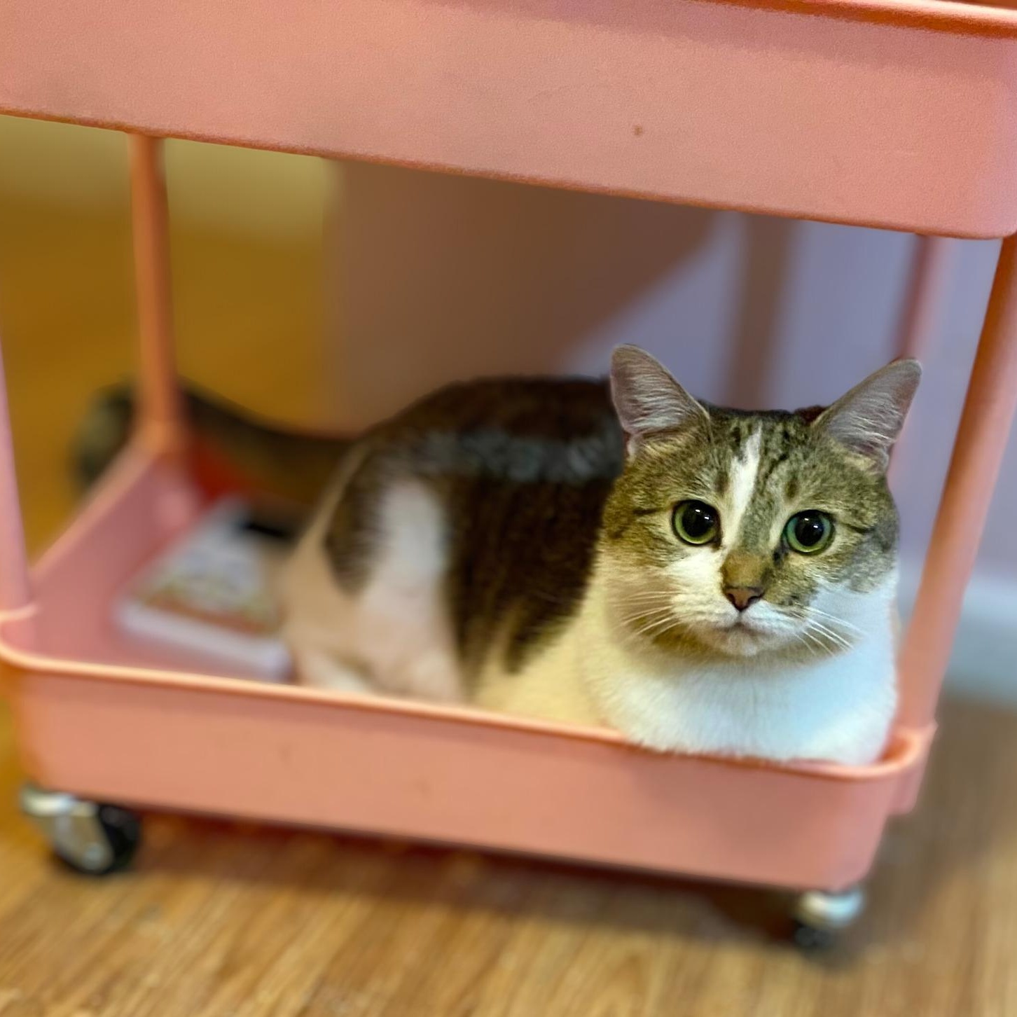 Pearl, ADOPTABLE, Adult Female Domestic Short Hair.