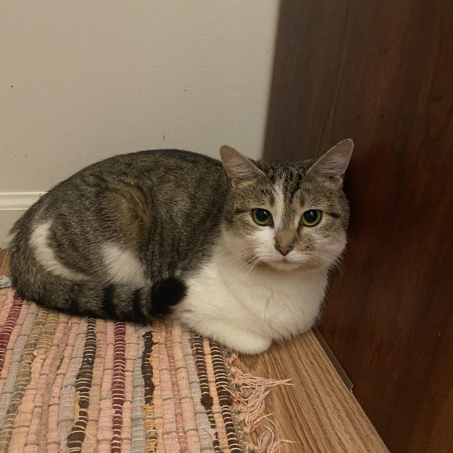 Enlarge Pearl, a ADOPTABLE Domestic Short Hair in Clyde, NC image 2/4