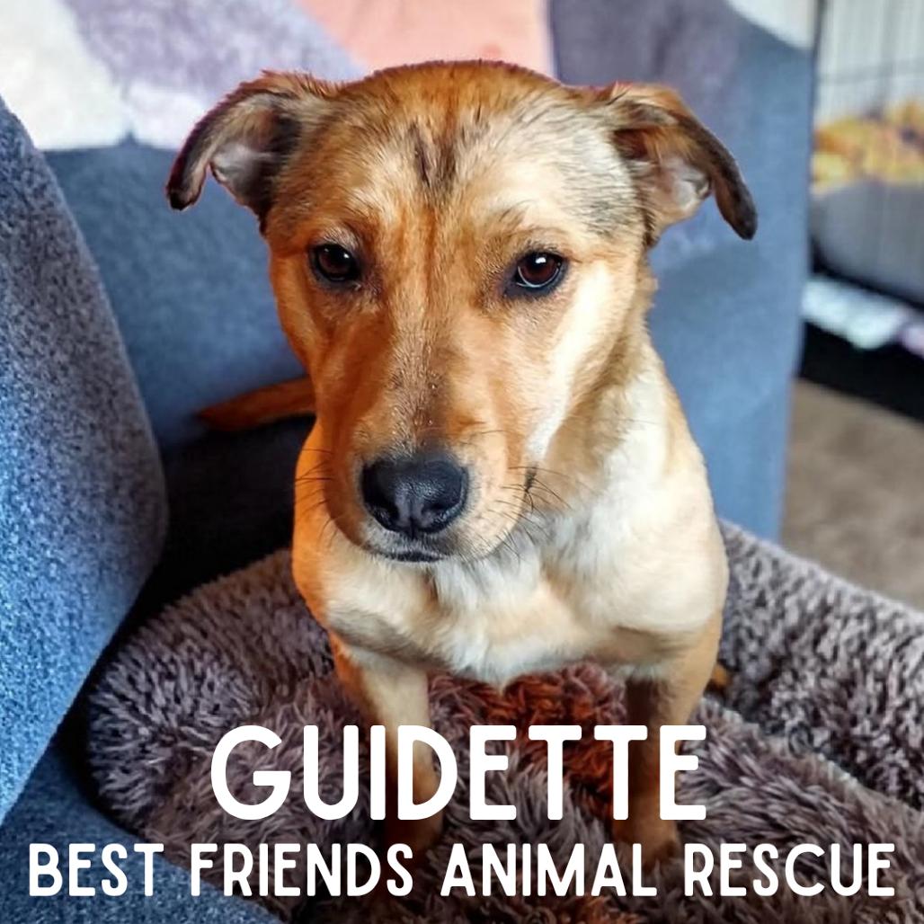 Guidette, Adoptable, Young Female Shepherd & Labrador Retriever.