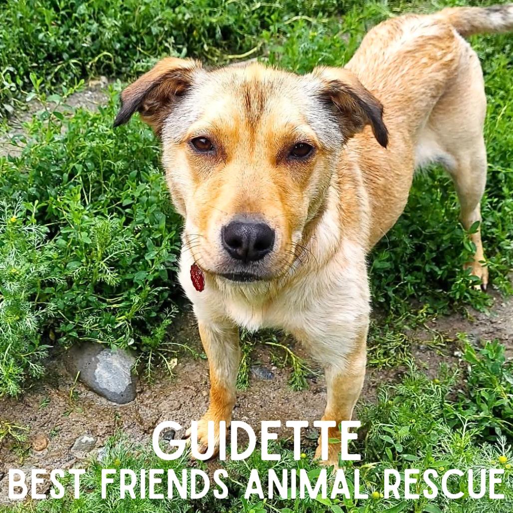 Guidette, a Adoptable mixed breed in Wasilla, AK image 2/6