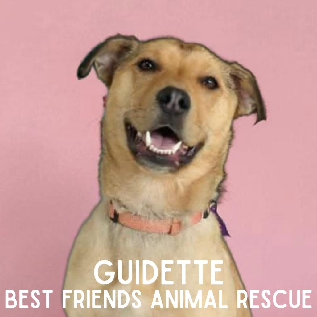 Enlarge Guidette, a Adoptable mixed breed in Wasilla, AK image 2/6