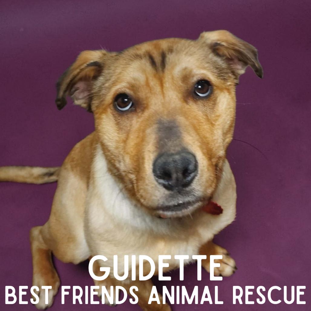 Enlarge Guidette, a Adoptable mixed breed in Wasilla, AK image 2/4