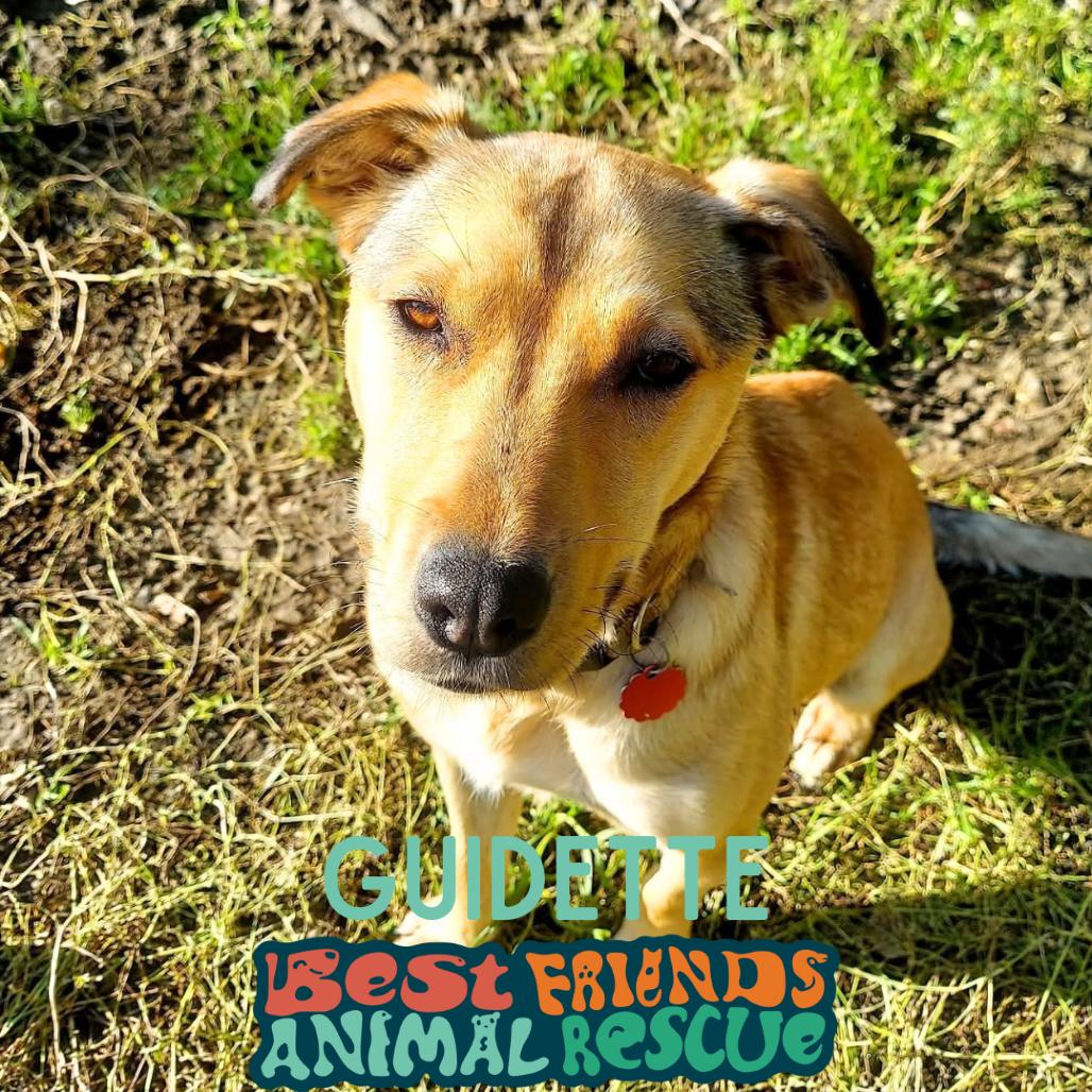 Enlarge Guidette, a Adoptable mixed breed in Wasilla, AK image 4/6