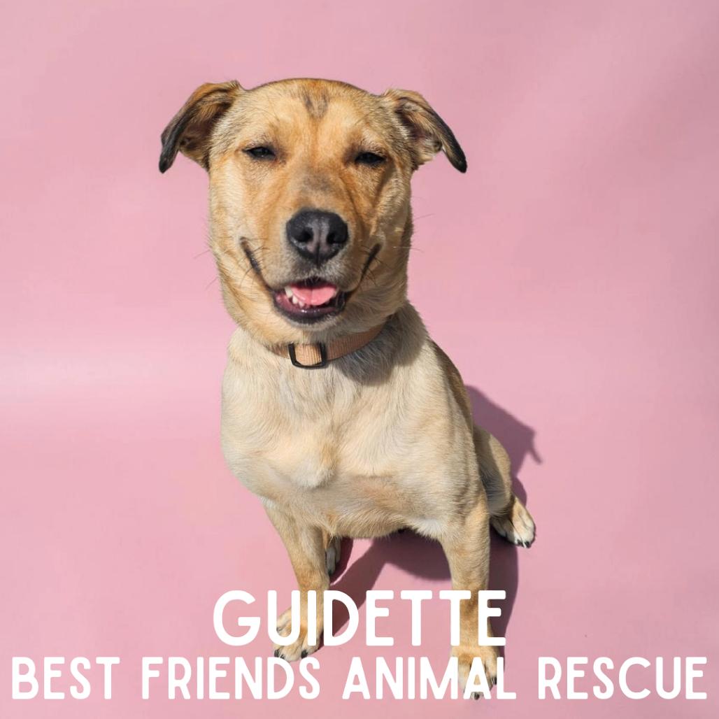 Enlarge Guidette, a Adoptable mixed breed in Wasilla, AK image 4/6