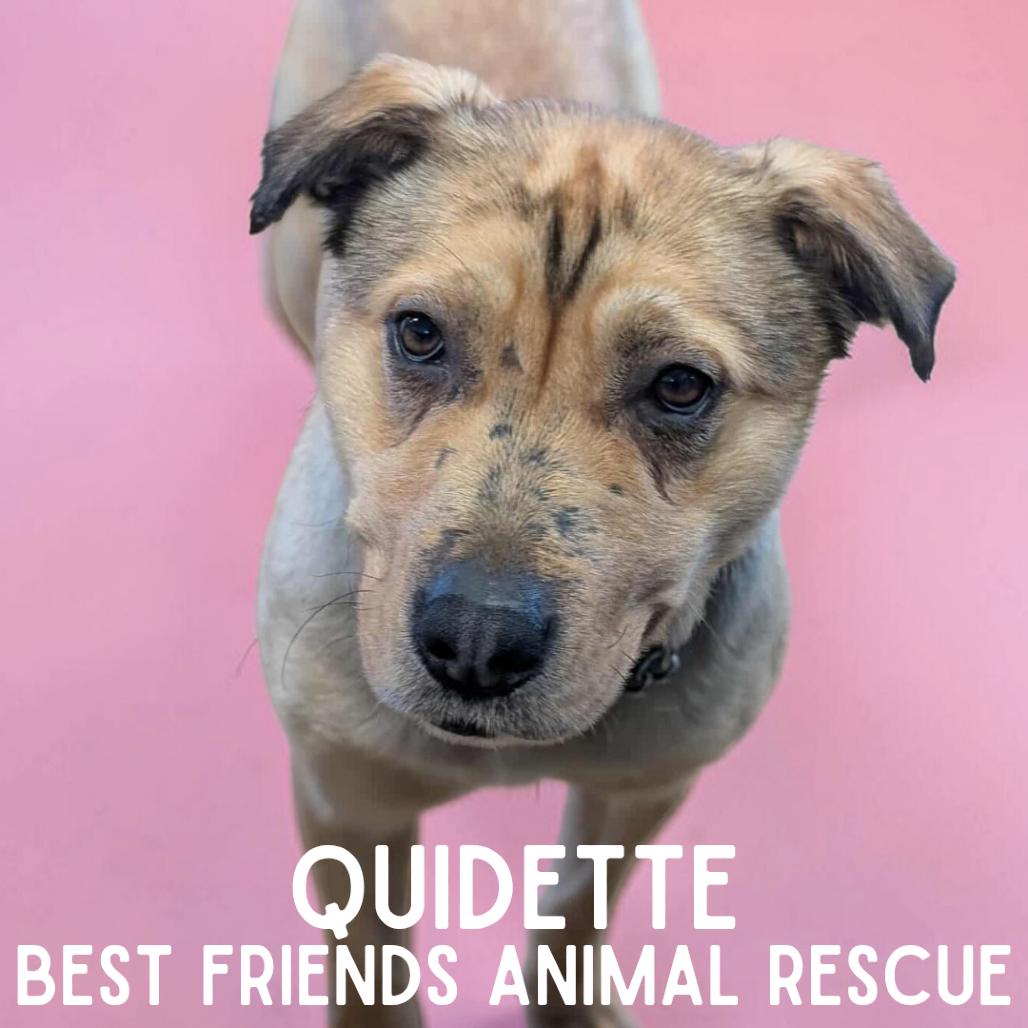 Enlarge Guidette, a Adoptable mixed breed in Wasilla, AK image 3/4