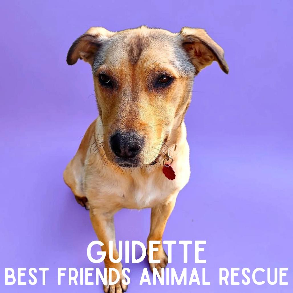 Enlarge Guidette, a Adoptable mixed breed in Wasilla, AK image 5/6