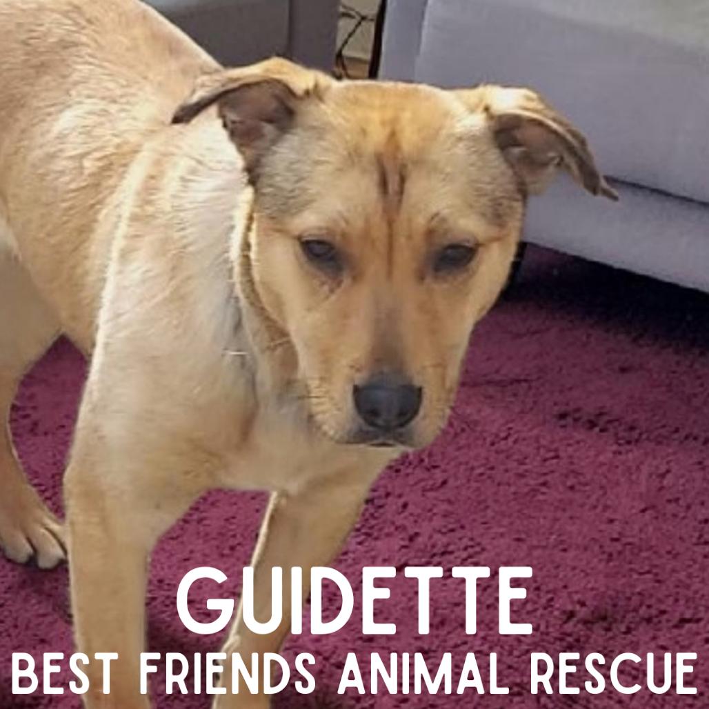 Enlarge Guidette, a Adoptable mixed breed in Wasilla, AK image 6/6