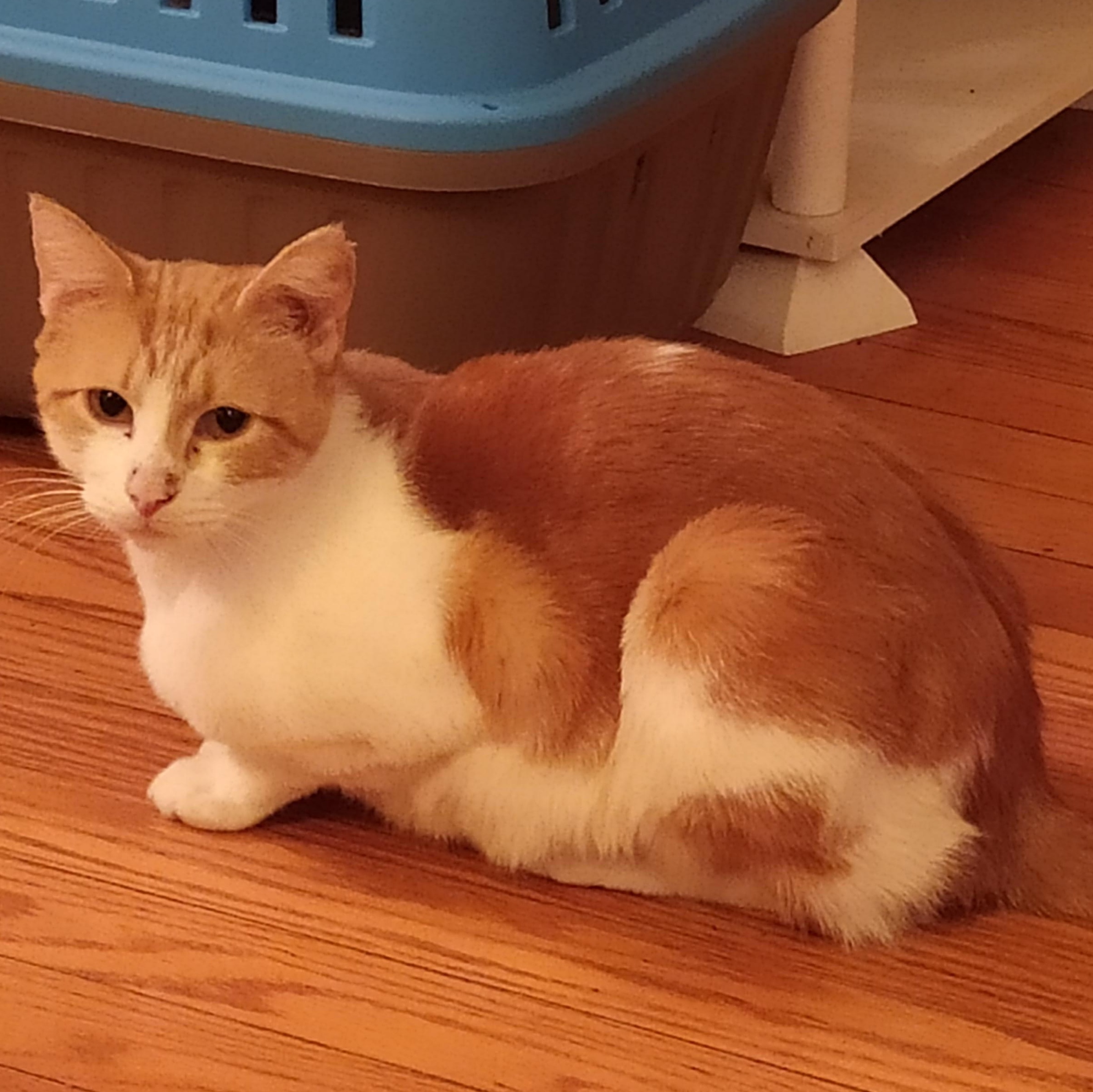 Penelope (bonded with Abigail, her kitten), Young Female Domestic Short Hair