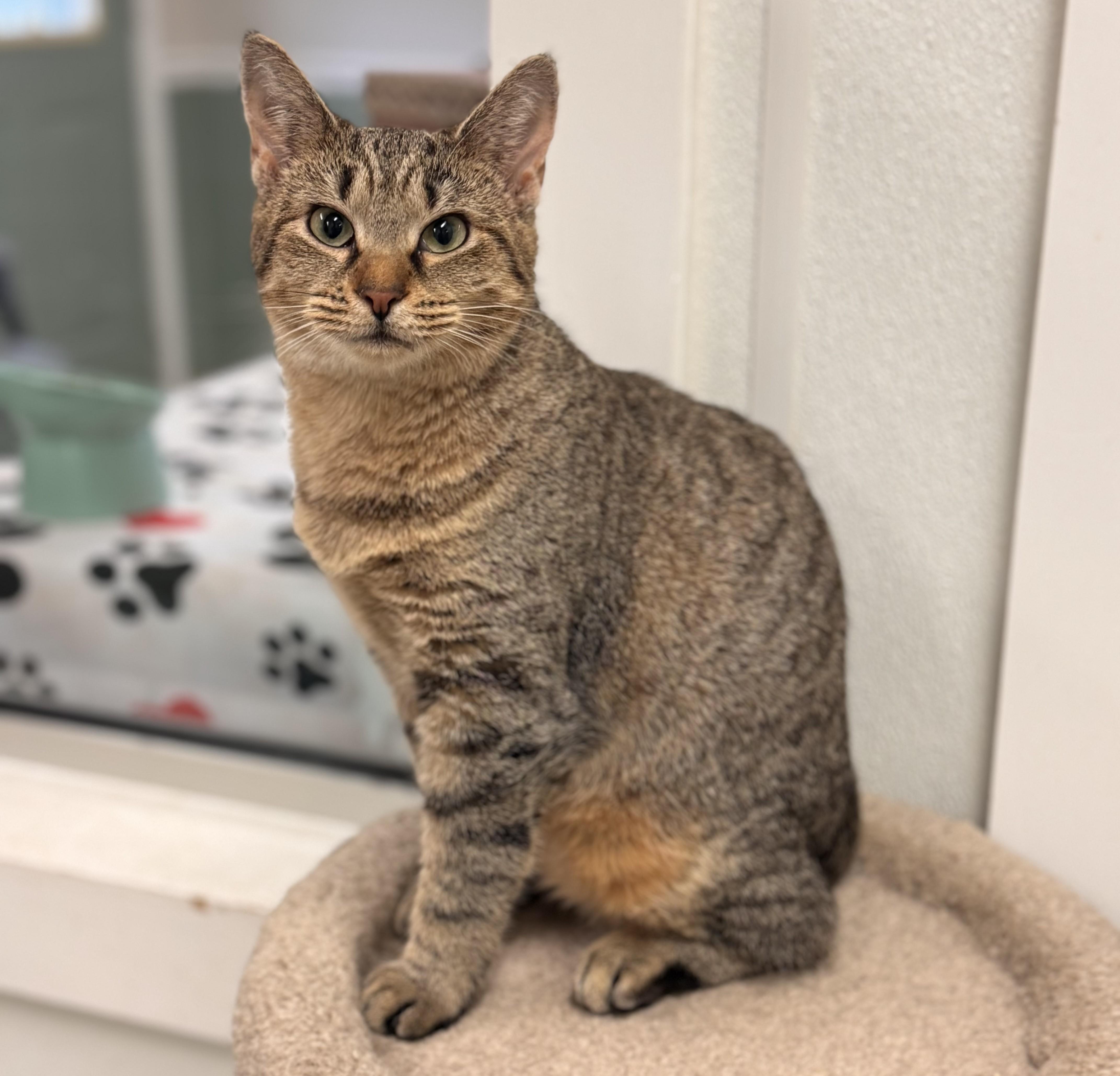 Muffy, a Adoptable Domestic Short Hair in Kearneysville, WV image 1/2