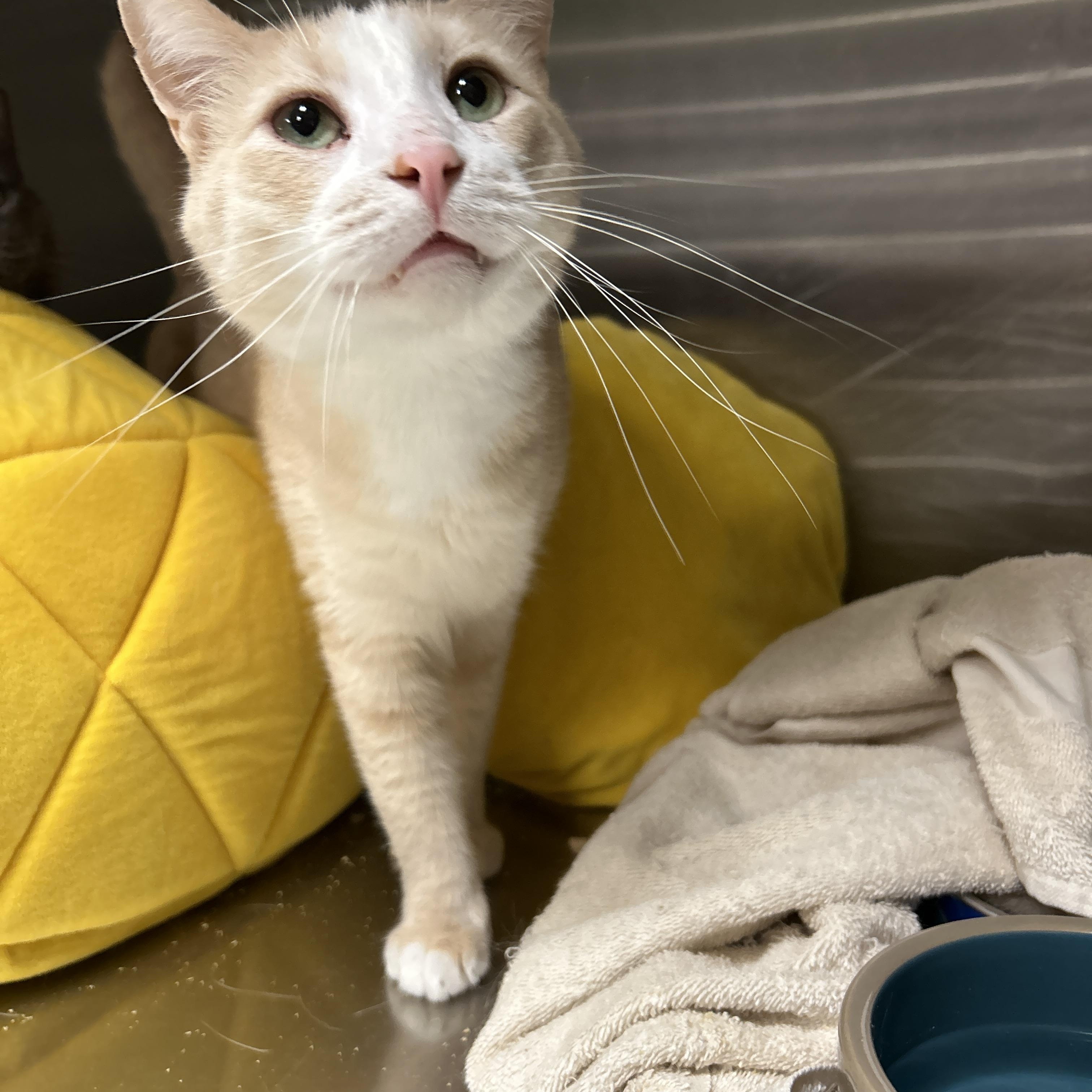 Bronx, Adoptable, Adult Male Domestic Short Hair.
