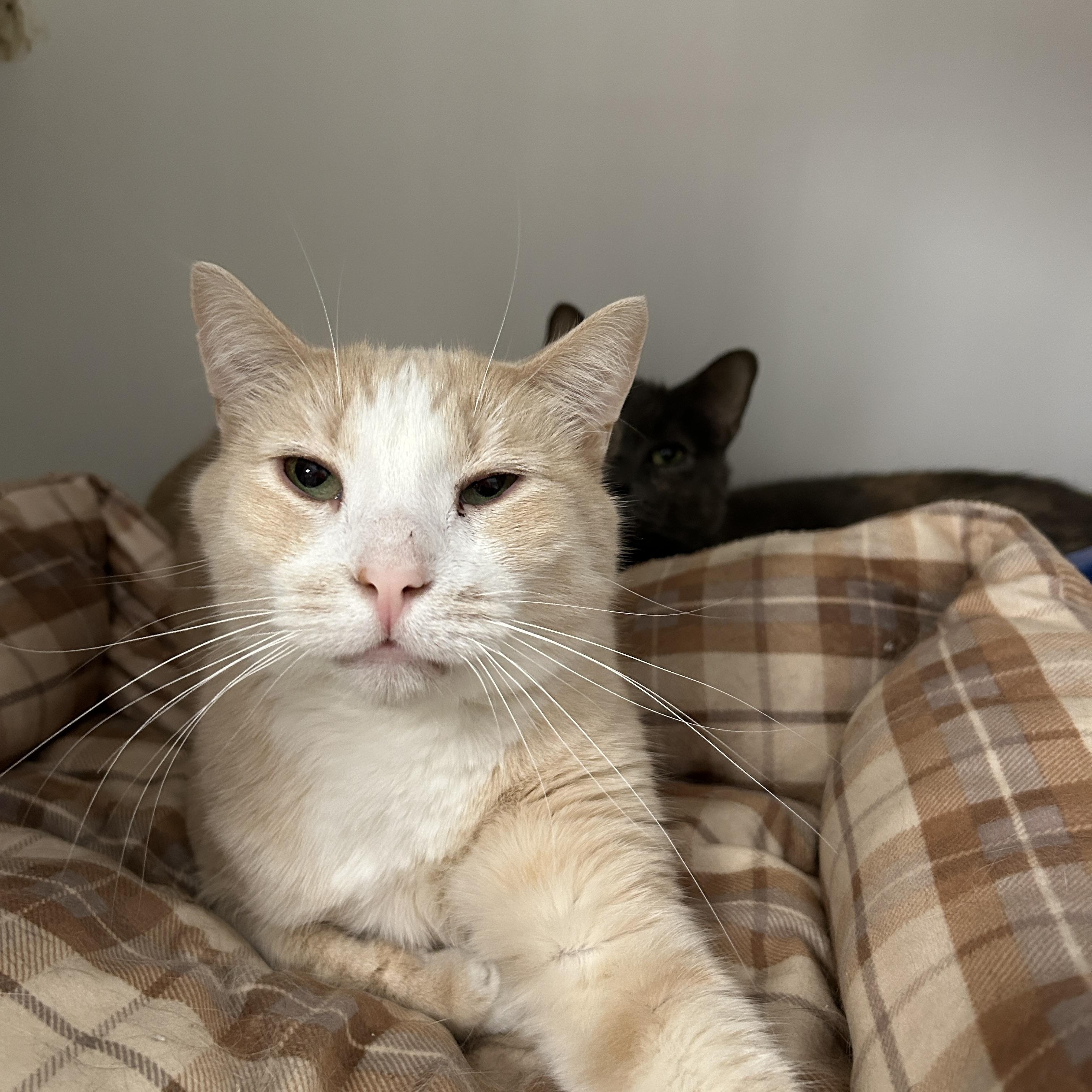 Bronx, a Adoptable Domestic Short Hair in La Grange Park, IL image 4/4