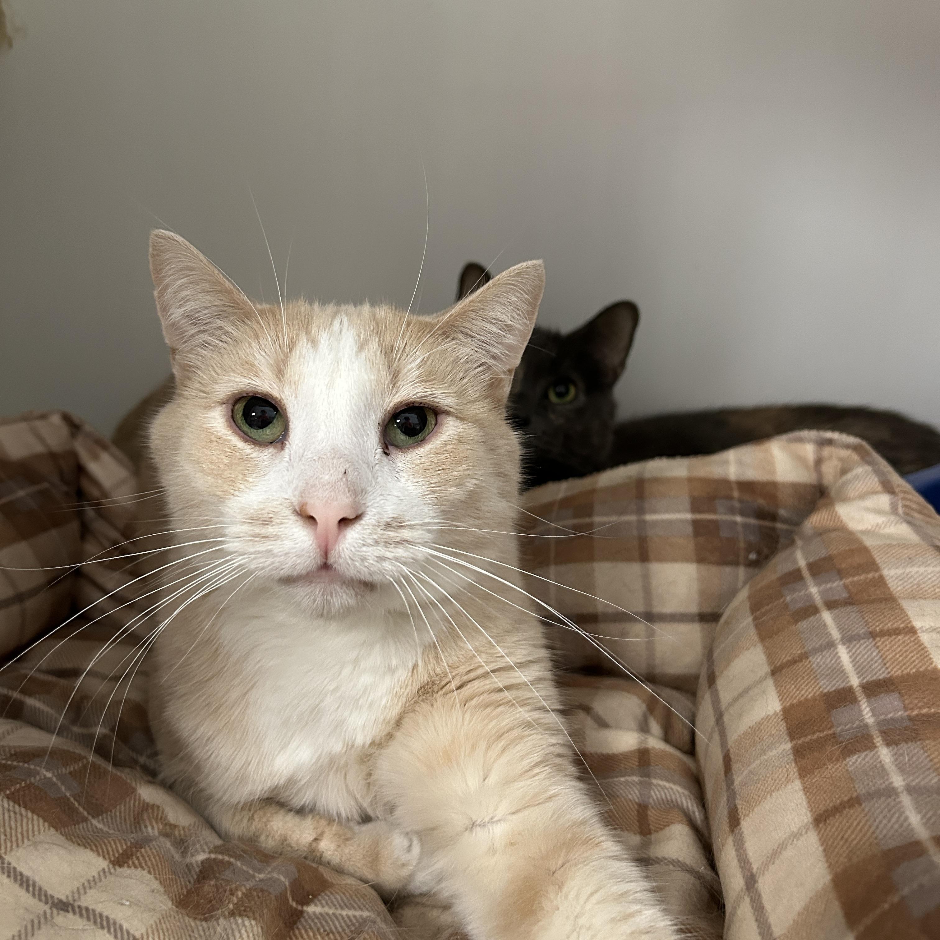 Bronx, Adoptable, Adult Male Domestic Short Hair.