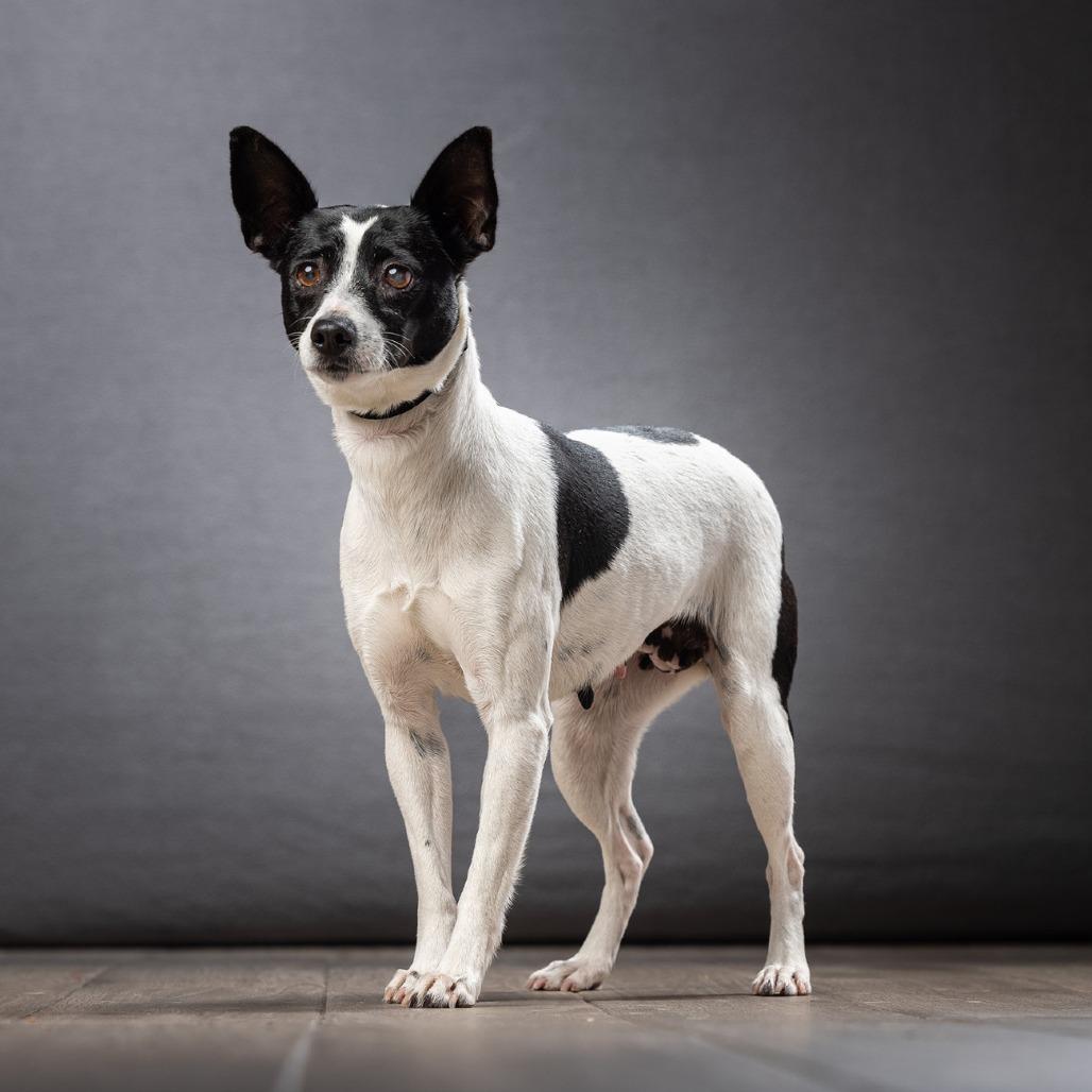 Nina, Adoptable, Adult Female Mixed Breed.