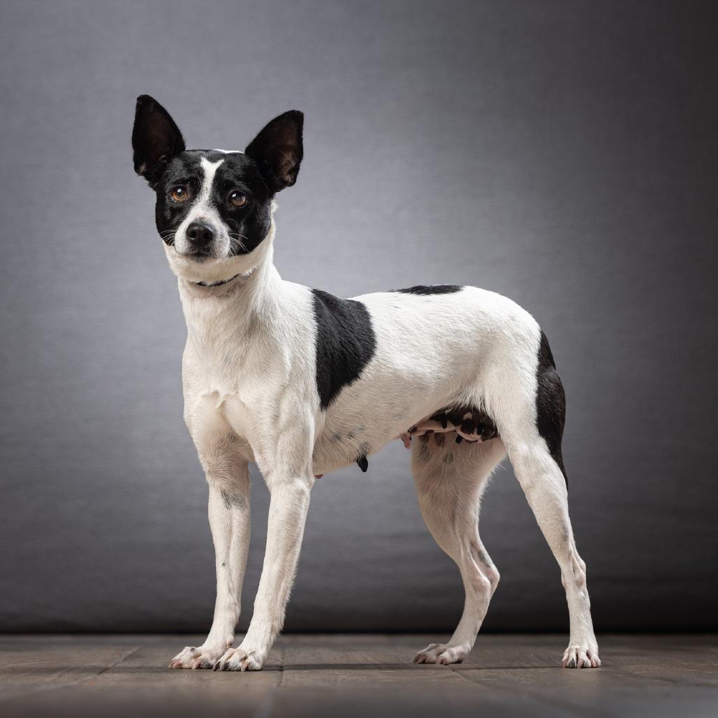 Enlarge Nina, a Adoptable Mixed Breed in Jupiter, FL image 2/3