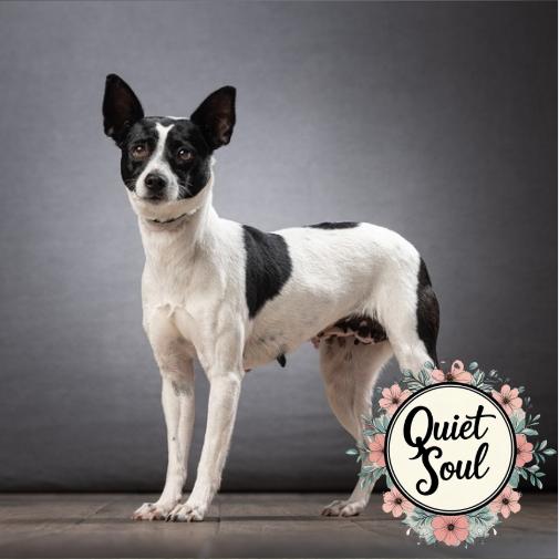 Enlarge Nina, a Adoptable Mixed Breed in Jupiter, FL image 3/3