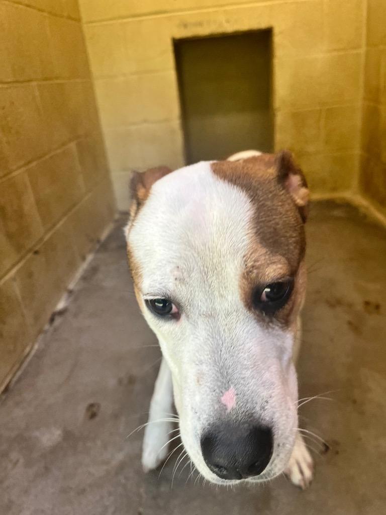 Enlarge Skeeter, a Adoptable Beagle in Benton, AR image 1/1