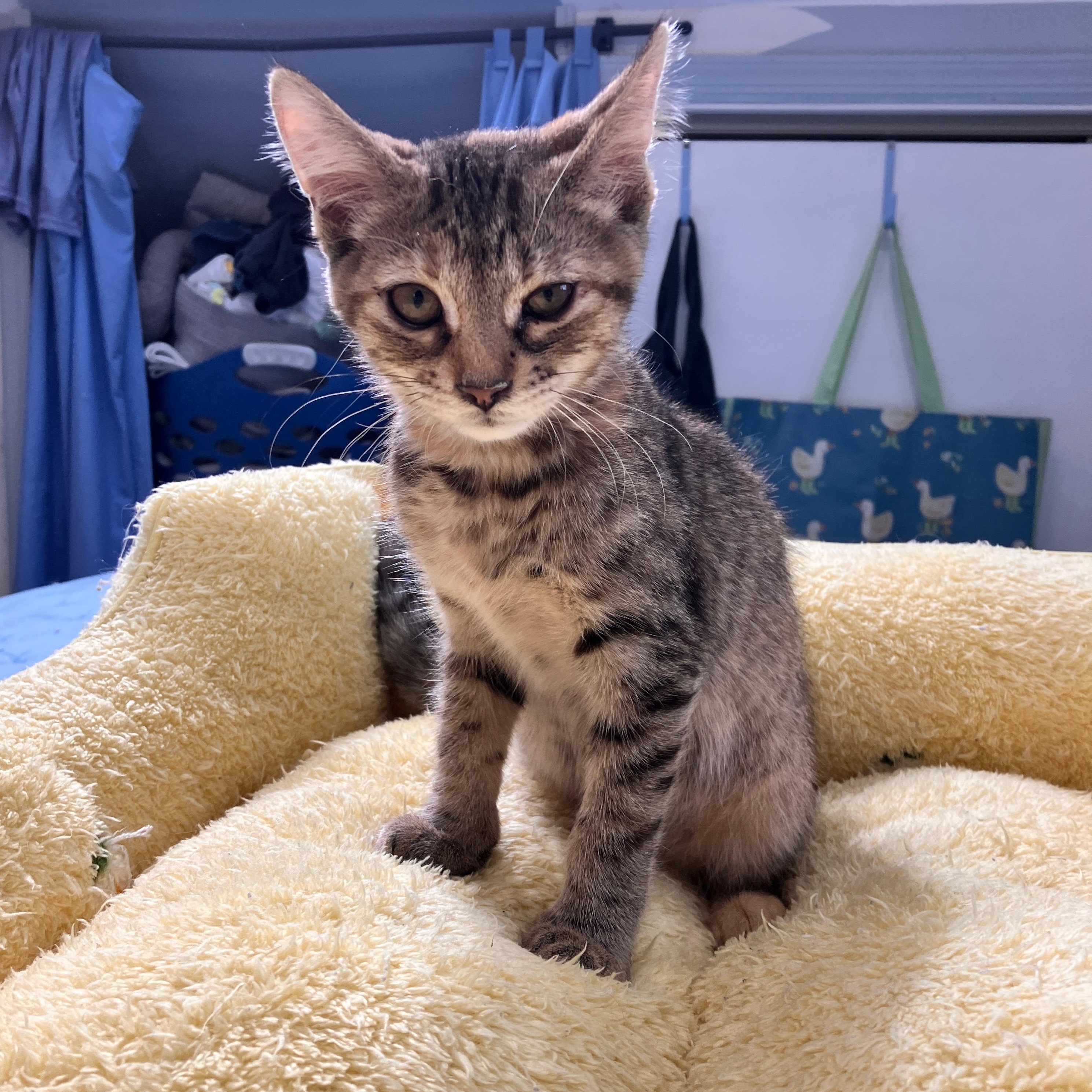 Daisy, Adoptable, Kitten Female Torbie & Domestic Short Hair.