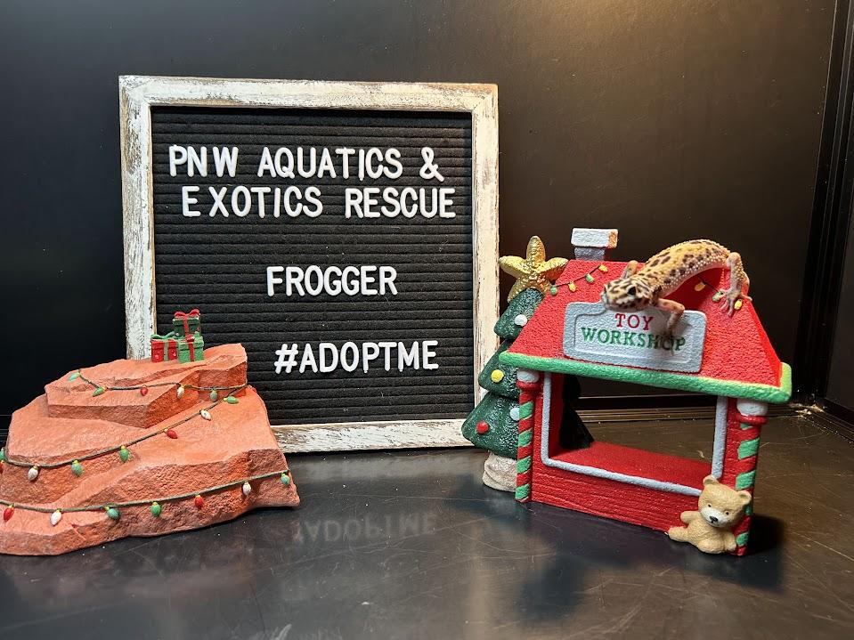 Frogger, a Adoptable Gecko in Tacoma, WA image 3/4
