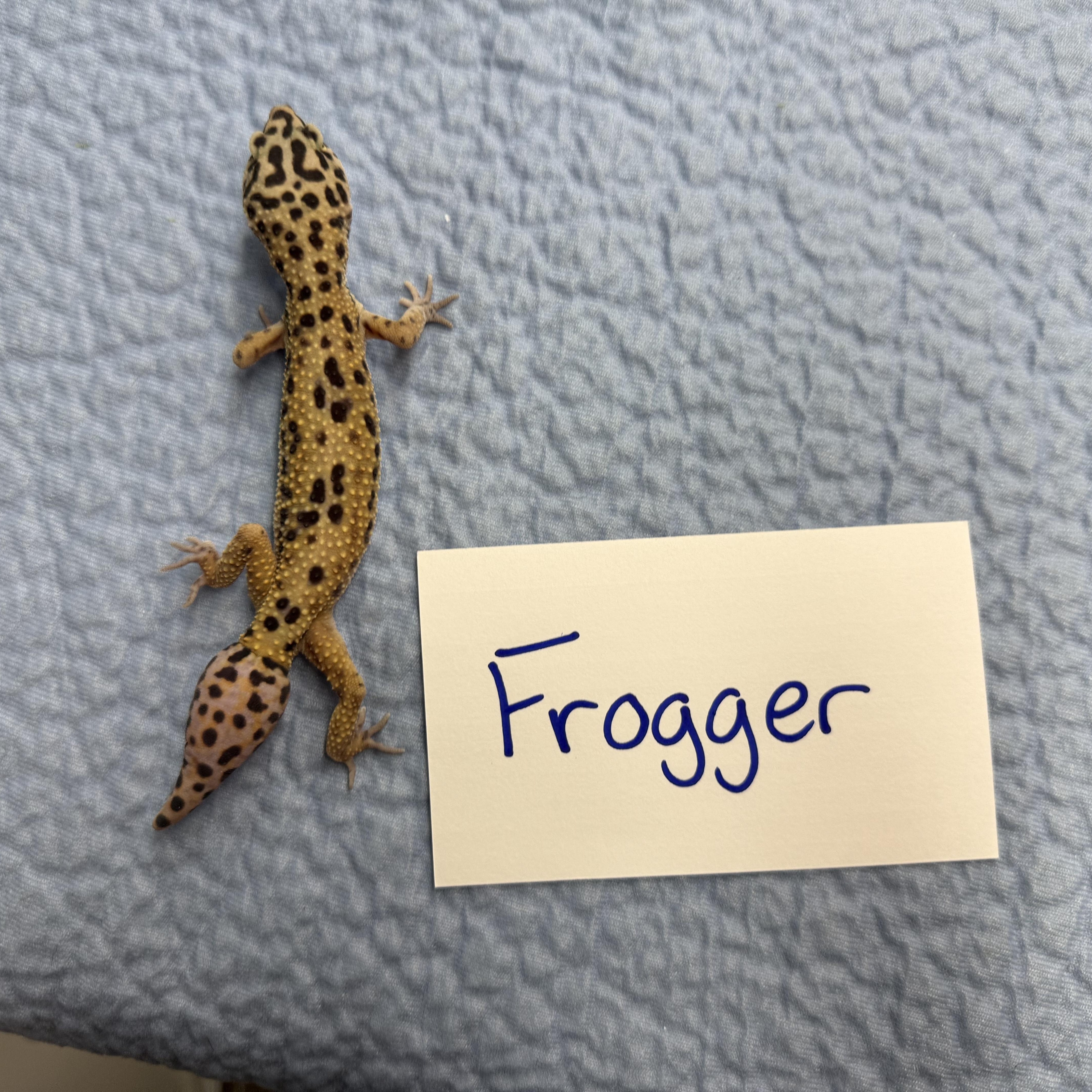 Frogger, a Adoptable Gecko in Tacoma, WA image 1/4