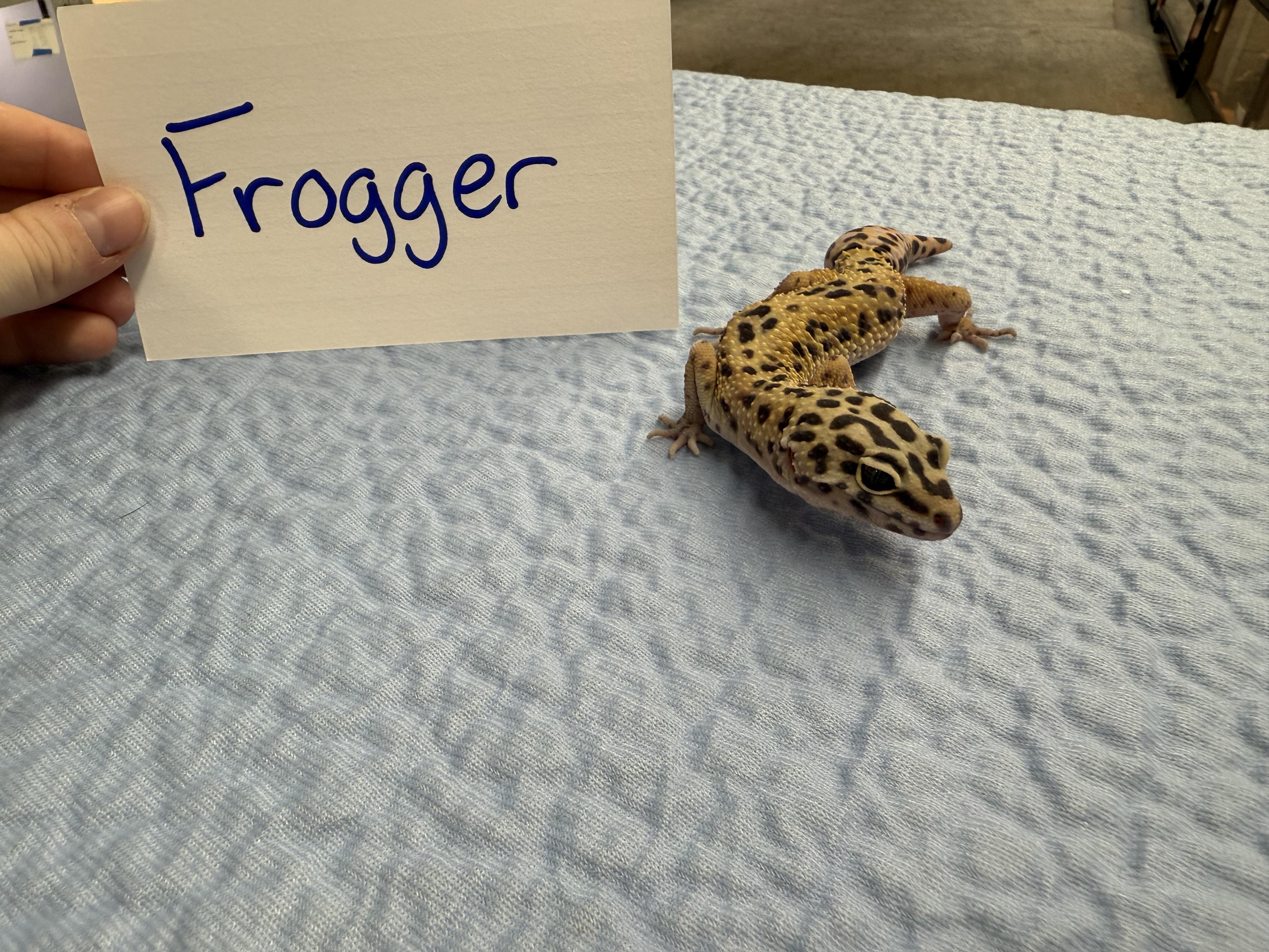 Frogger, a Adoptable Gecko in Tacoma, WA image 2/4