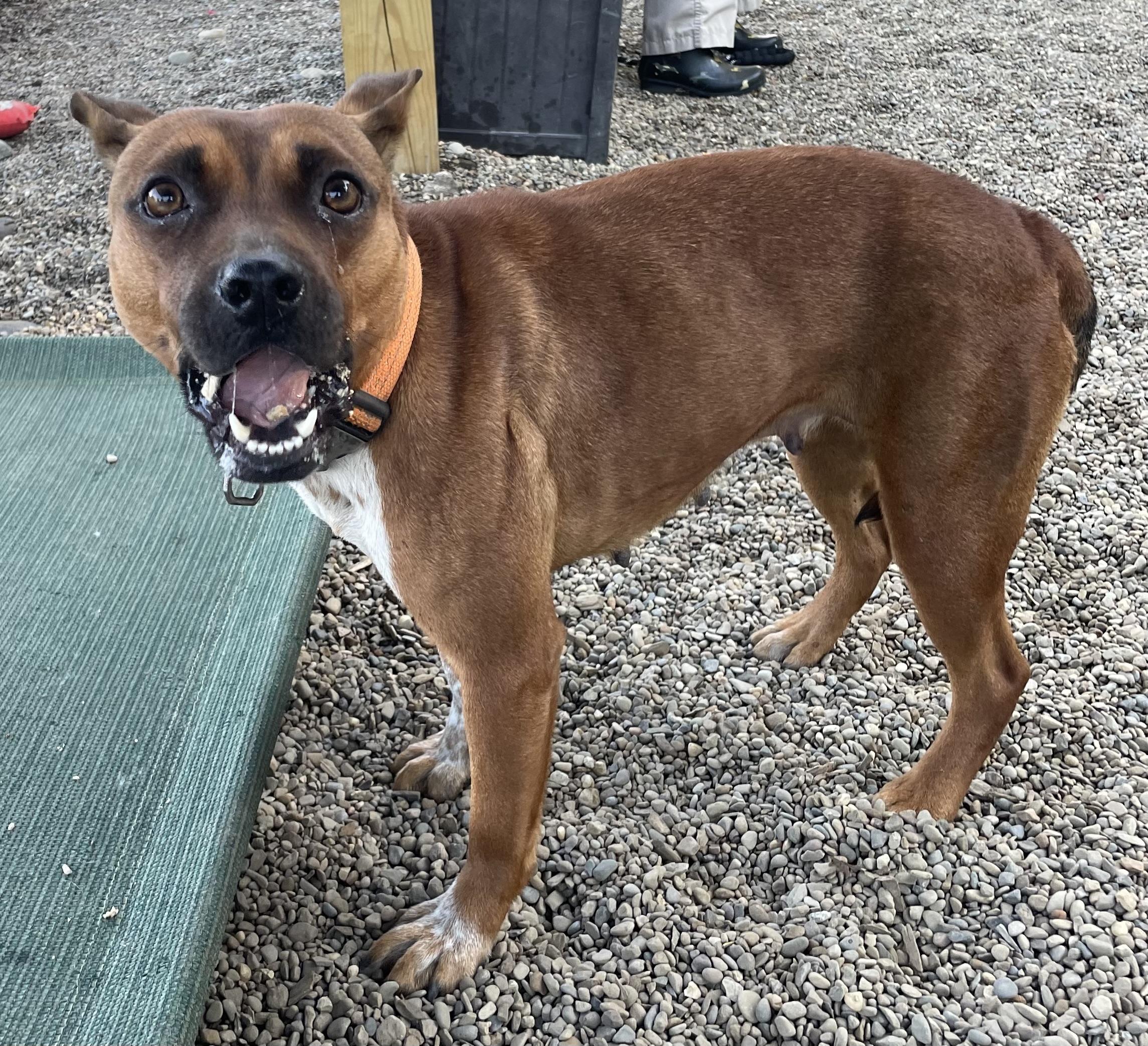 Enlarge Rory AVAILABLE, a Adoptable Pit Bull Terrier in Canton, OH image 4/6