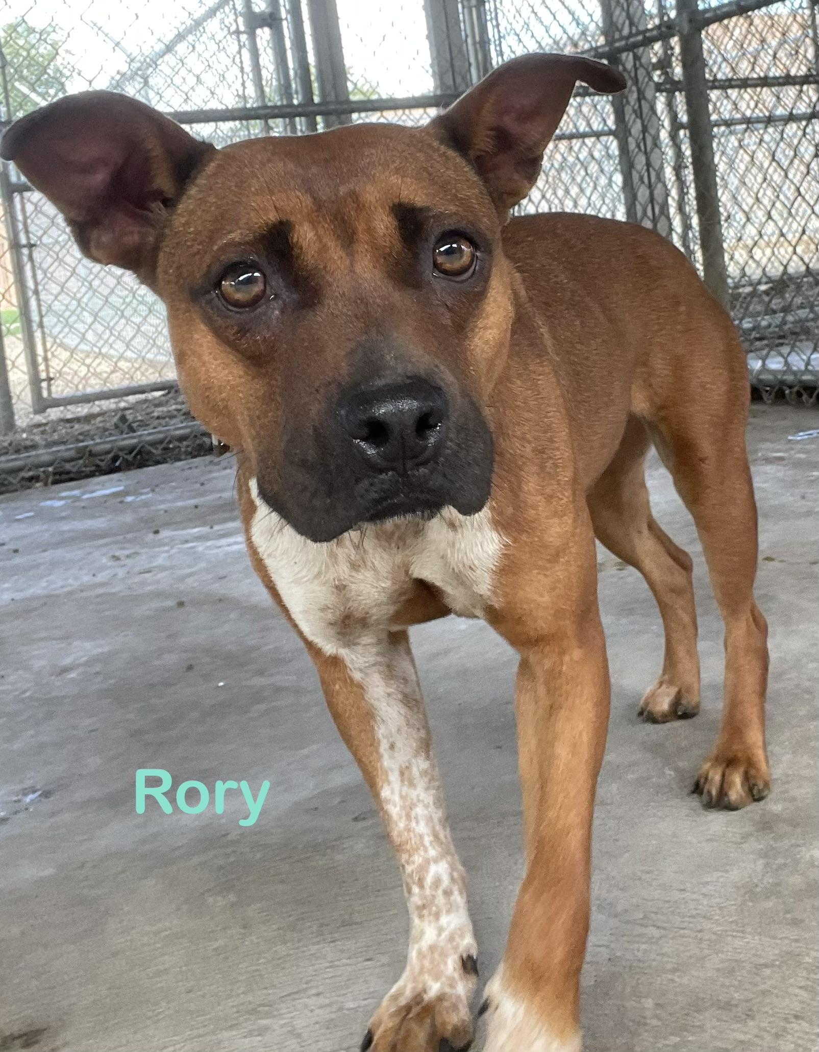 Enlarge Rory AVAILABLE, a Adoptable Pit Bull Terrier in Canton, OH image 1/6