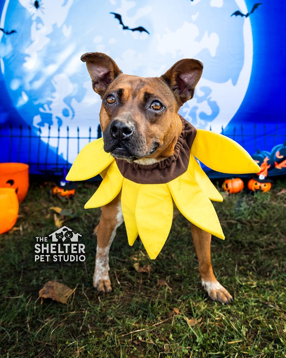 Rory AVAILABLE, Adoptable, Young Female Pit Bull Terrier.