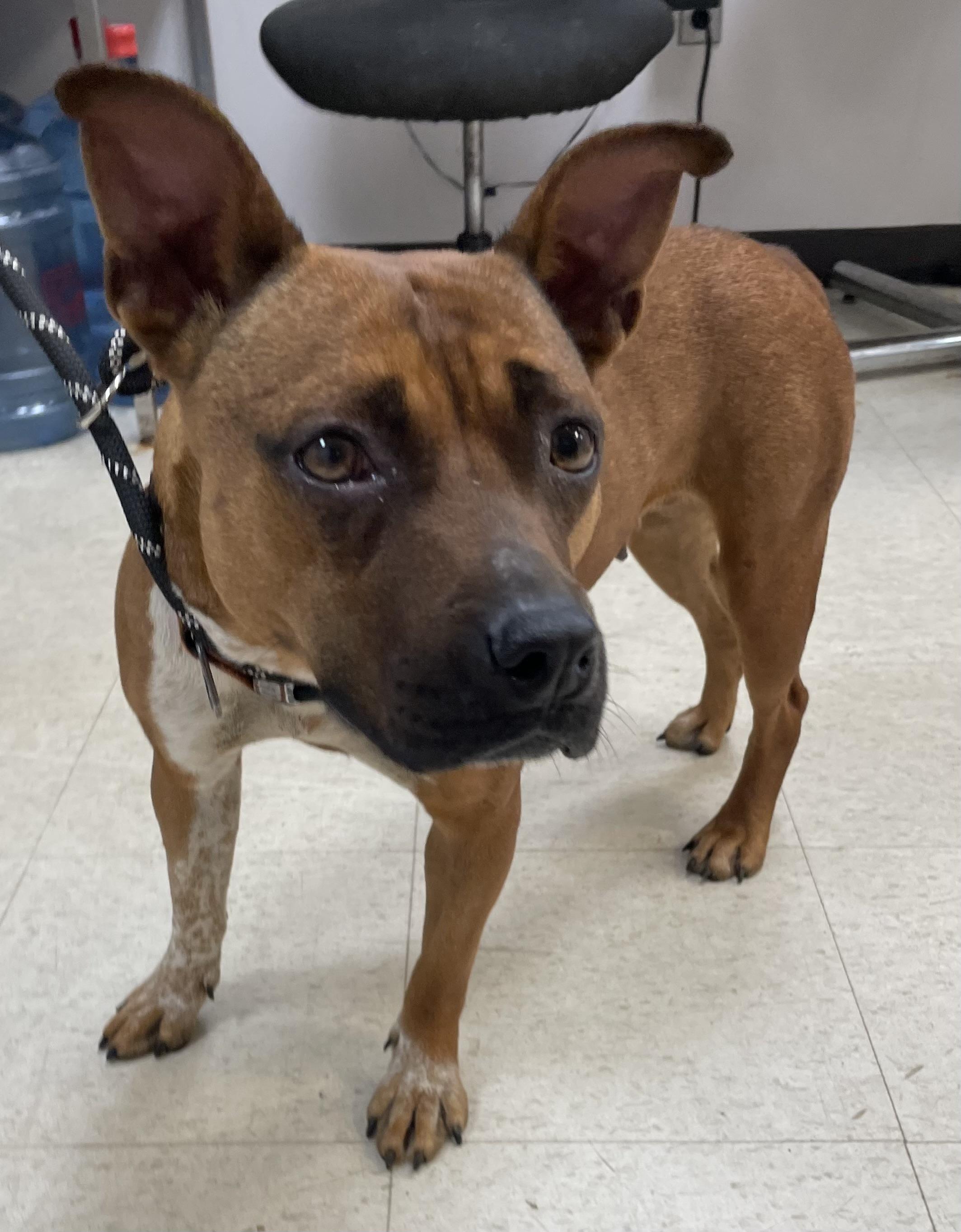 Enlarge Rory AVAILABLE, a Adoptable Pit Bull Terrier in Canton, OH image 5/6