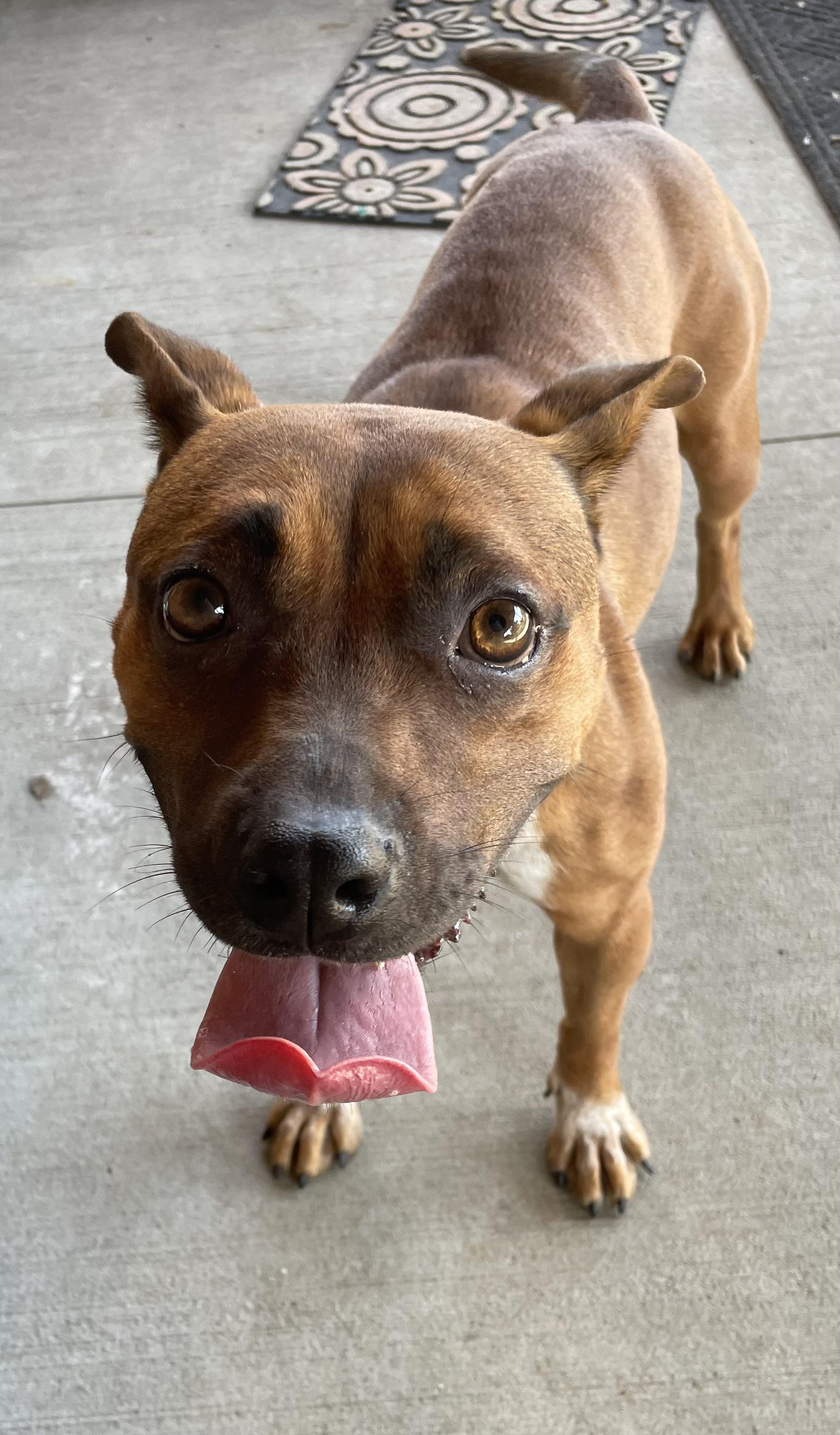 Enlarge Rory AVAILABLE, a Adoptable Pit Bull Terrier in Canton, OH image 3/6