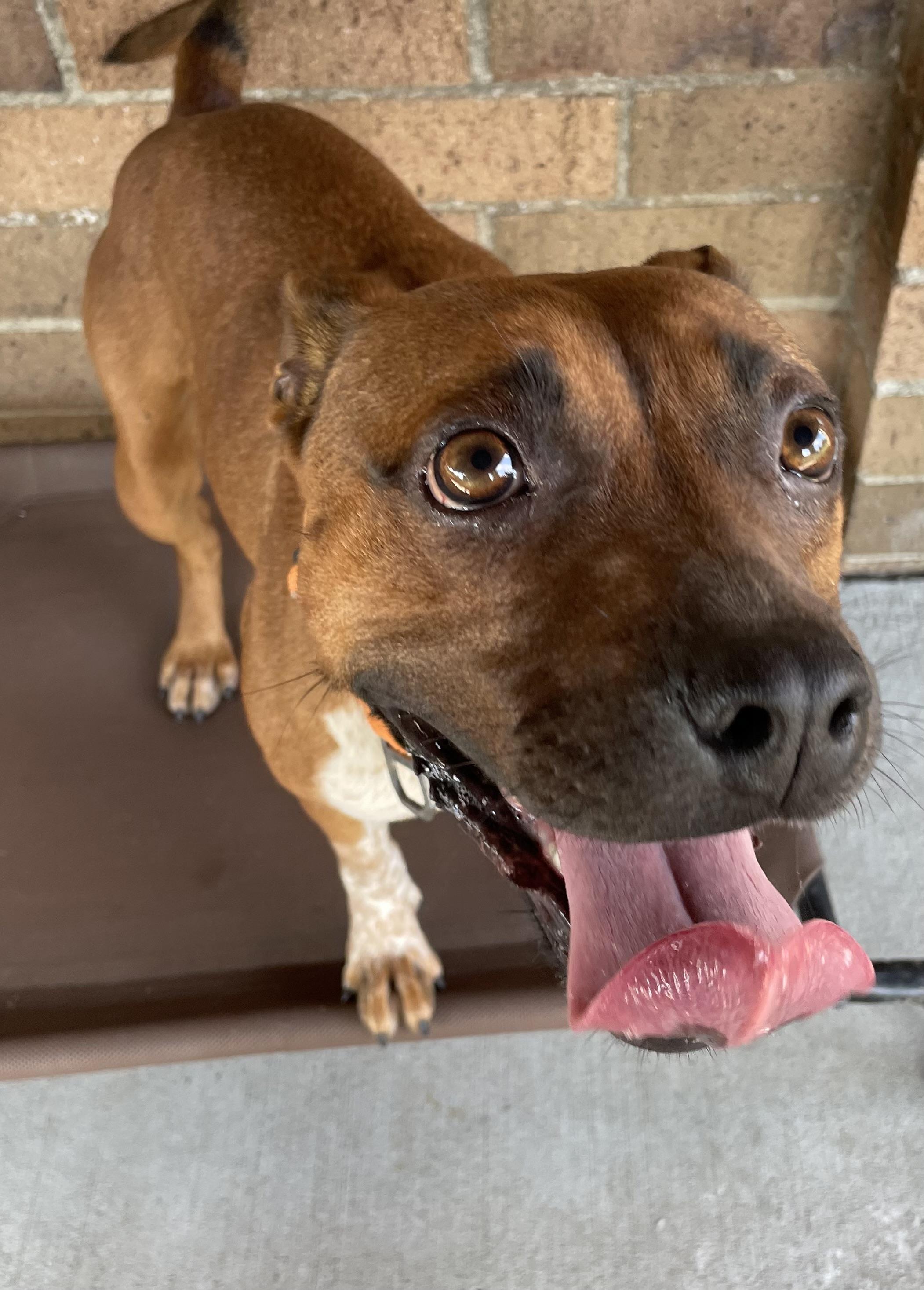 Enlarge Rory AVAILABLE, a Adoptable Pit Bull Terrier in Canton, OH image 6/6