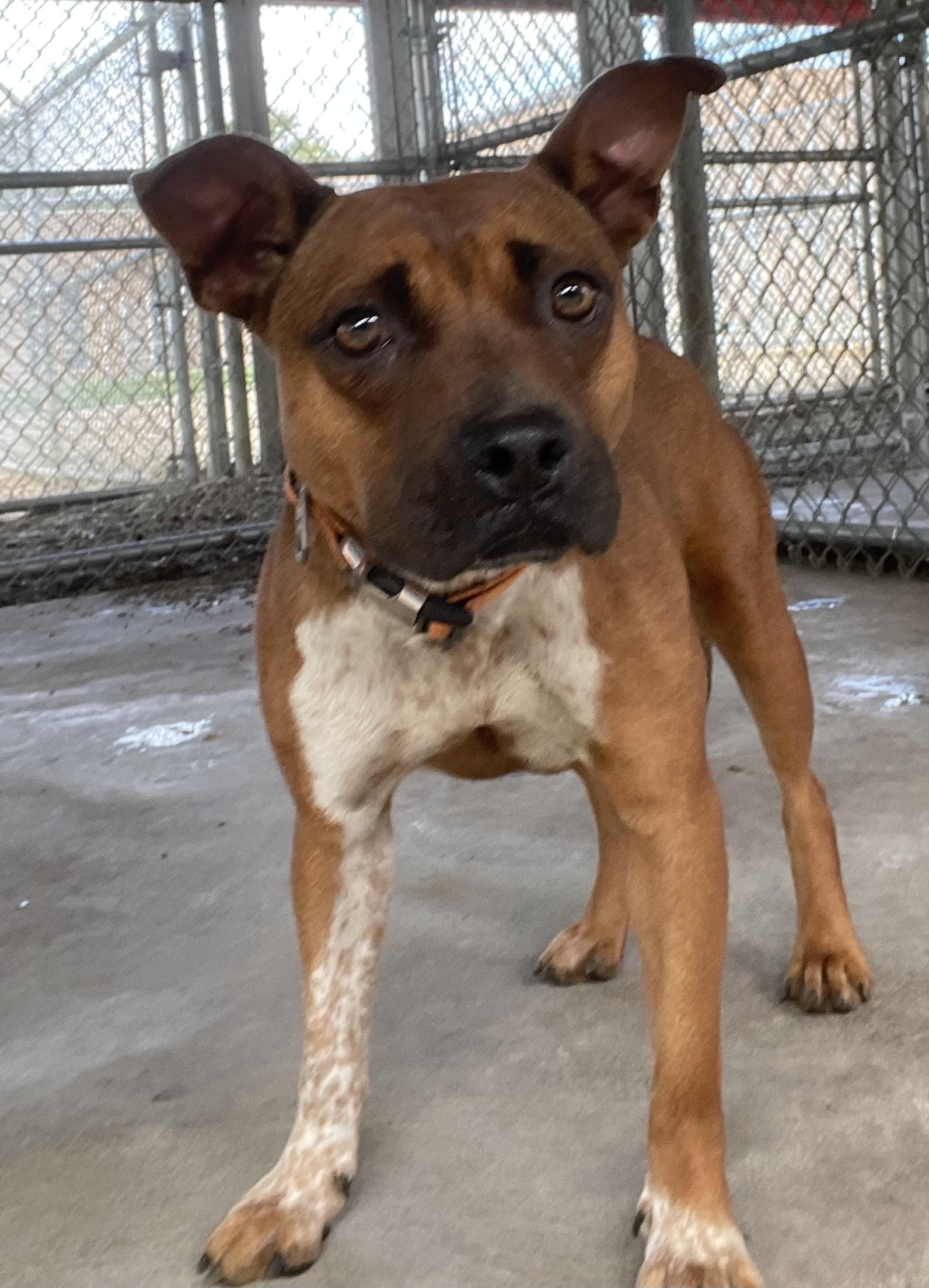 Enlarge Rory AVAILABLE, a Adoptable Pit Bull Terrier in Canton, OH image 2/6