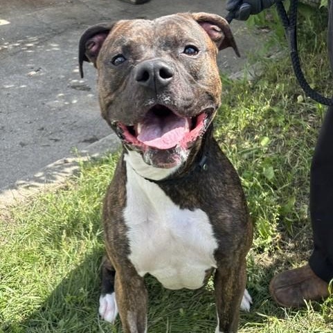Ryker, an adoptable mixed breed in Winnipeg, MB image 2/4