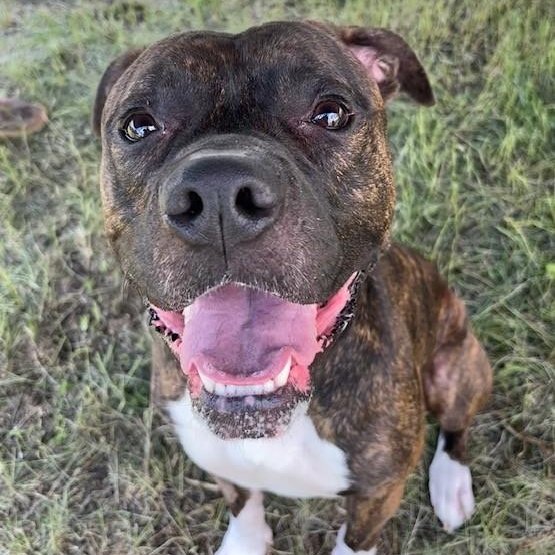 Ryker, an adoptable mixed breed in Winnipeg, MB image 4/4
