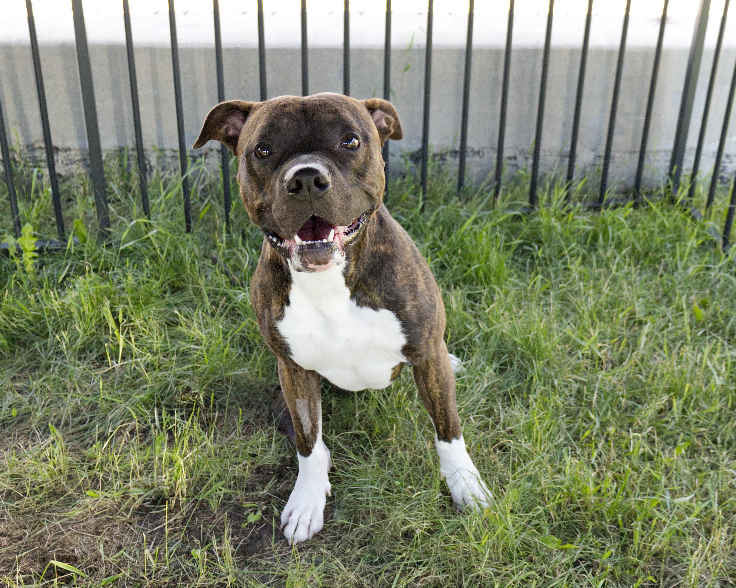 Ryker, an adoptable mixed breed in Winnipeg, MB image 1/4