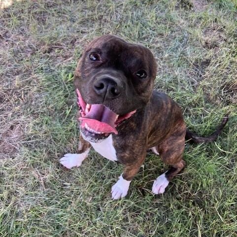 Ryker, an adoptable mixed breed in Winnipeg, MB image 3/4