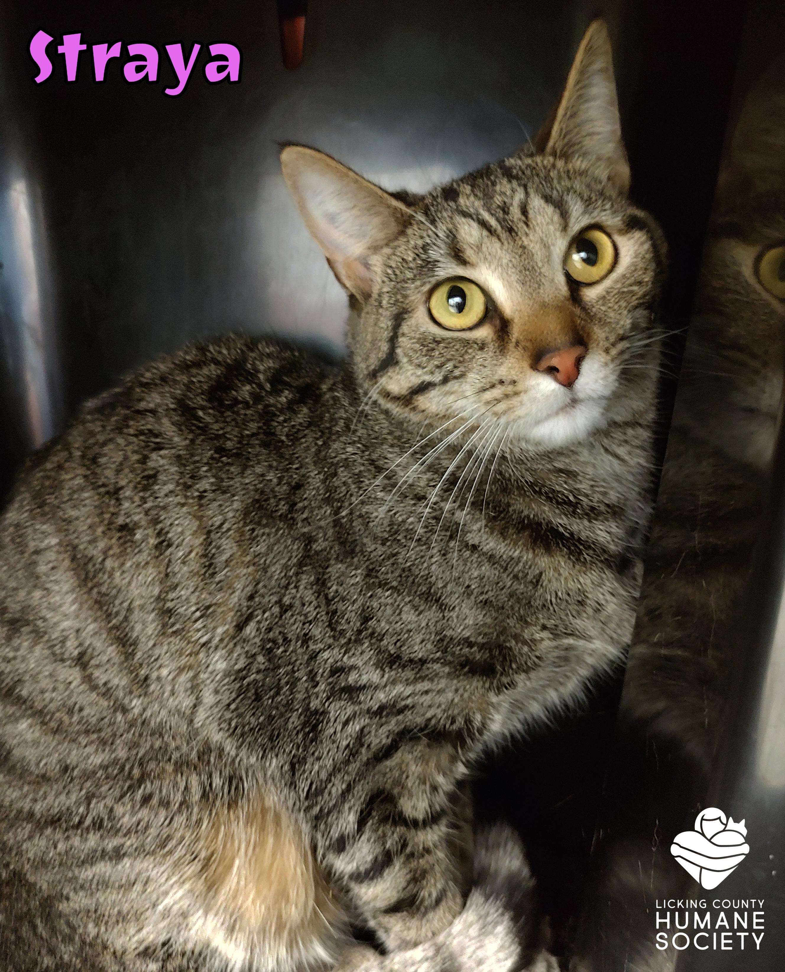 Enlarge Straya, a Adoptable Domestic Short Hair in Heath, OH image 1/1