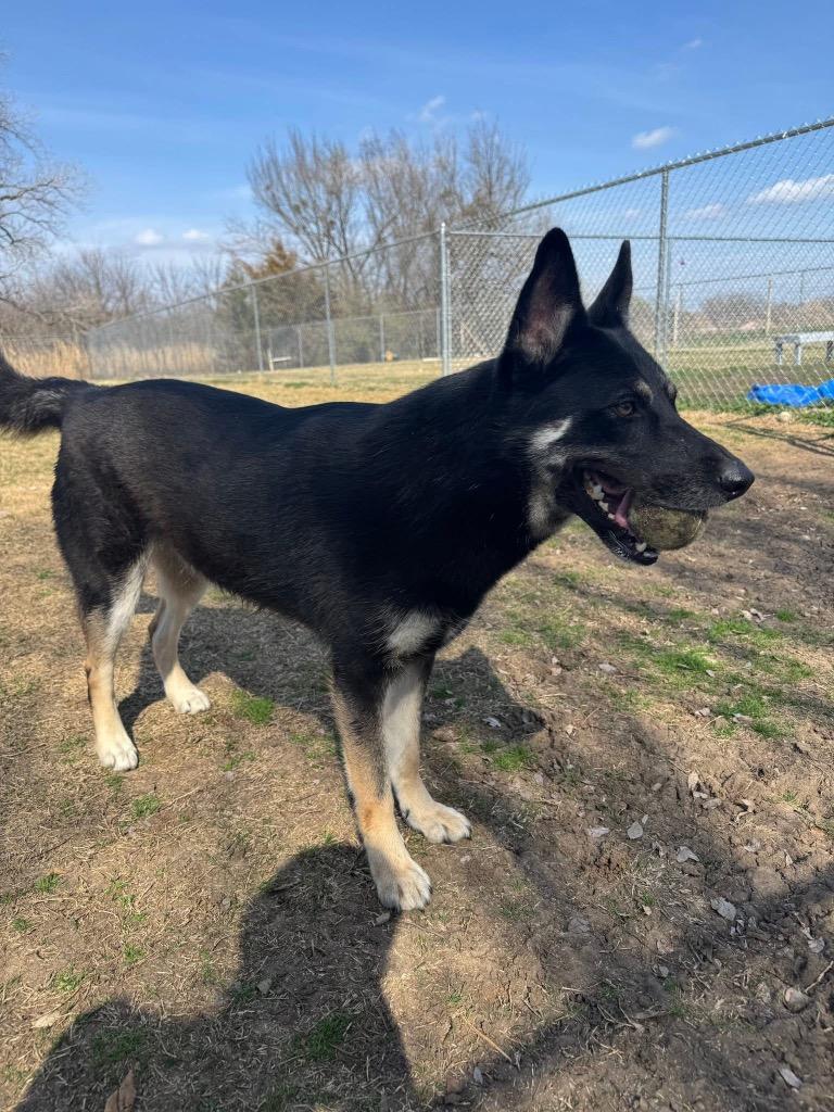 Gizmo, Adoptable, Adult Female German Shepherd Dog.