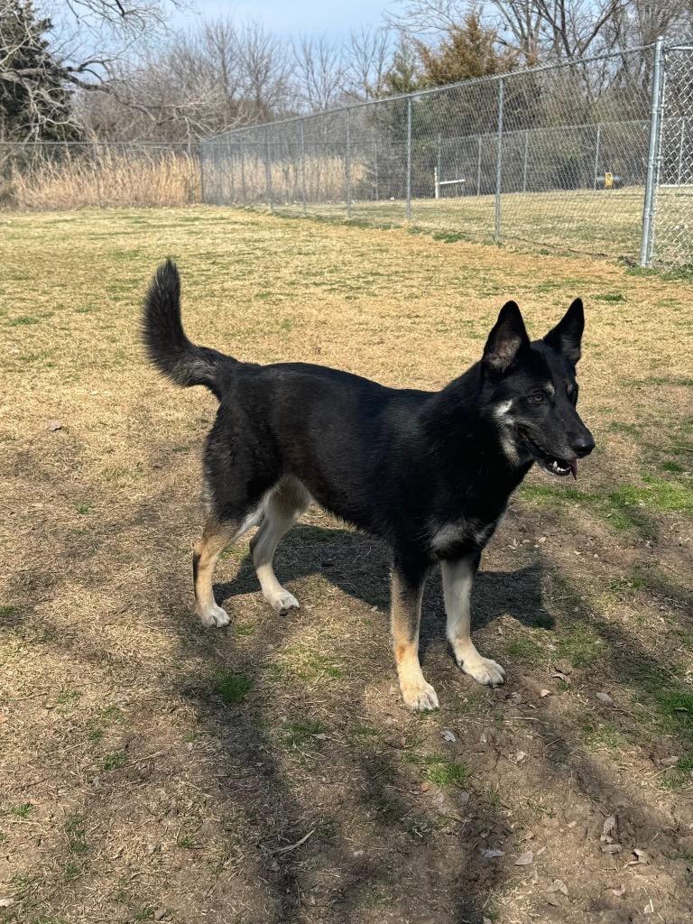 Enlarge Gizmo, a Adoptable German Shepherd Dog in Ada, OK image 2/3