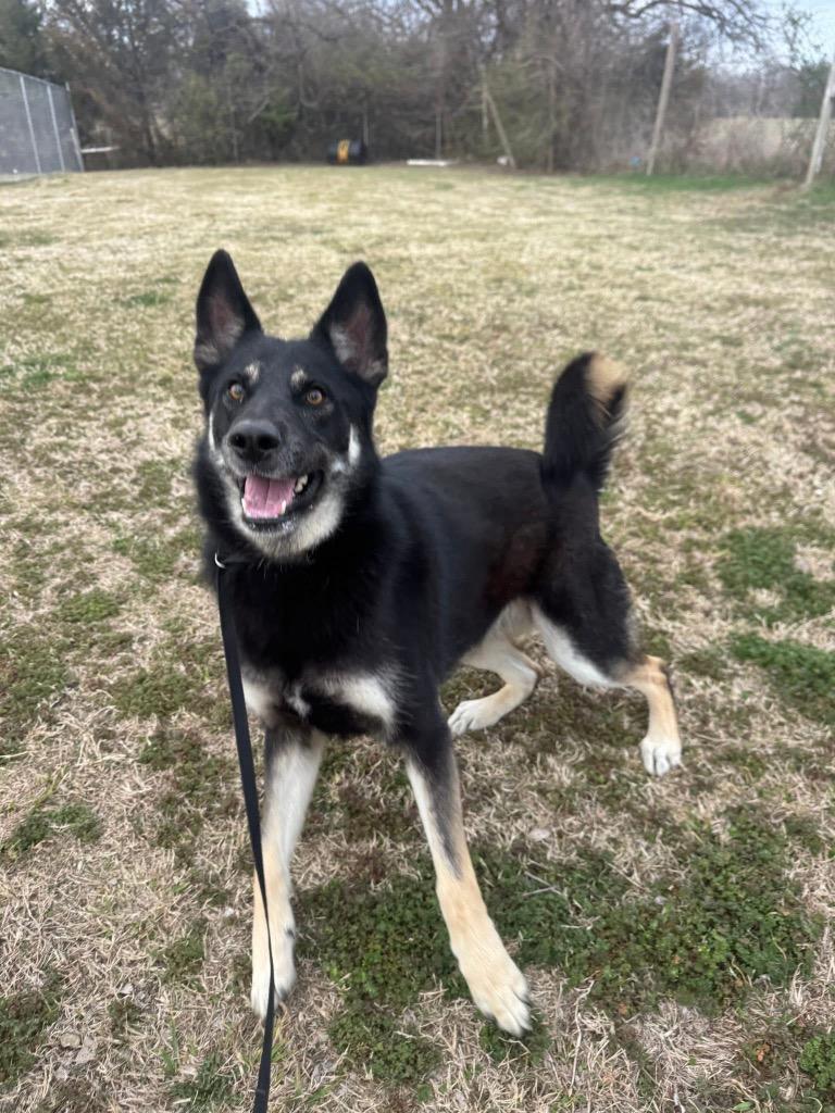Enlarge Gizmo, a Adoptable German Shepherd Dog in Ada, OK image 3/3