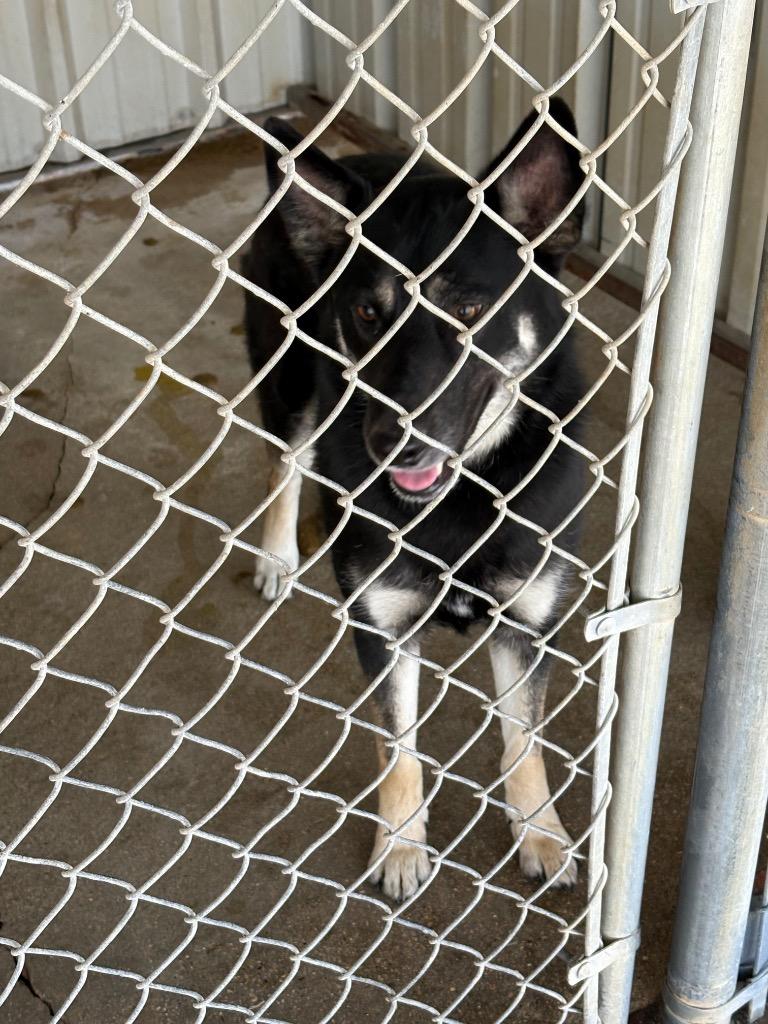 Gizmo, Adoptable, Adult Female German Shepherd Dog.