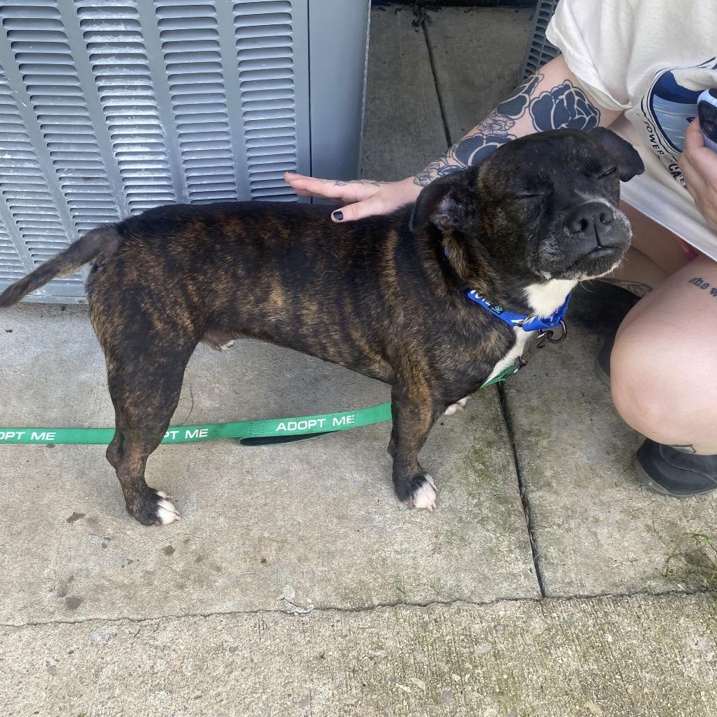Enlarge Meatloaf, a Adoptable mixed breed in Caryville, TN image 1/6