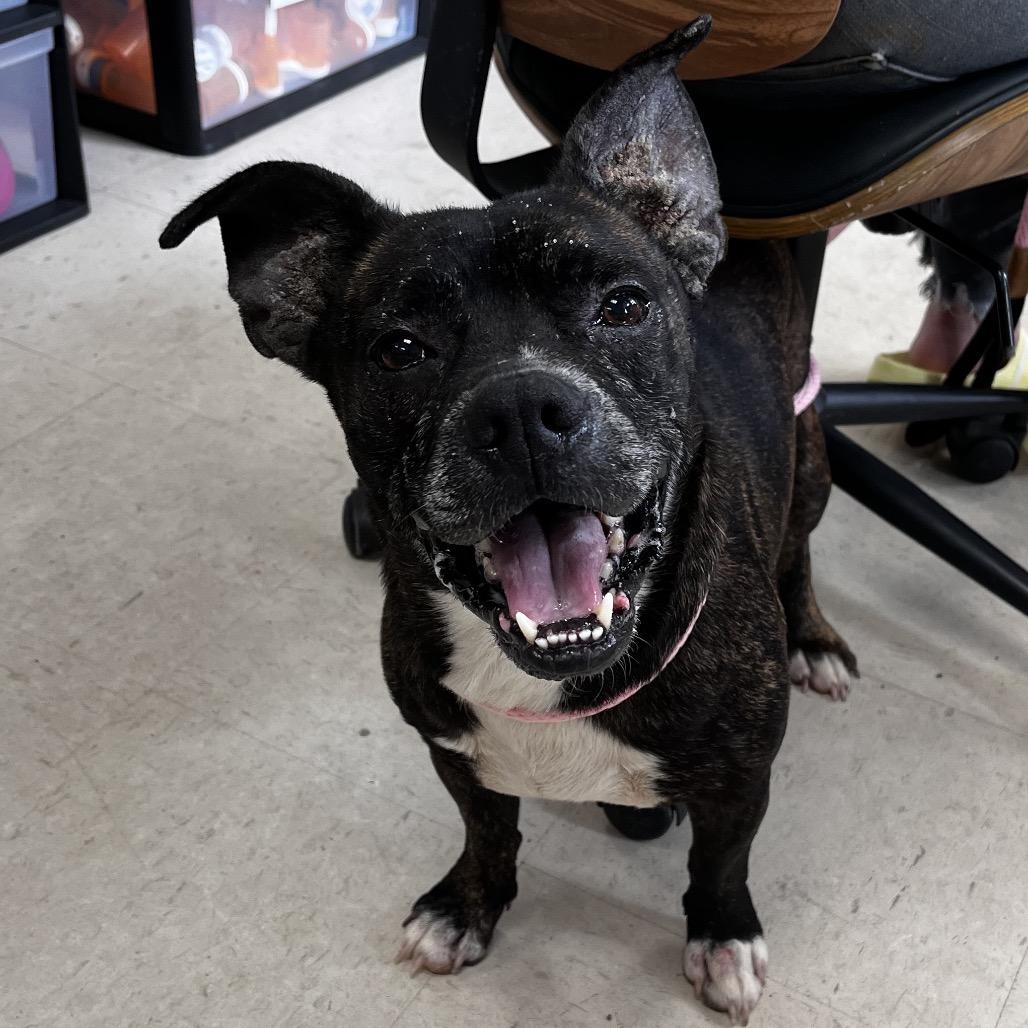 Enlarge Meatloaf, a Adoptable mixed breed in Caryville, TN image 2/6