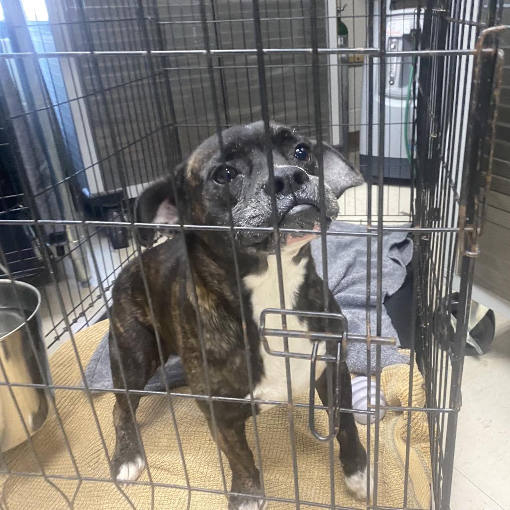 Enlarge Meatloaf, a Adoptable mixed breed in Caryville, TN image 3/6
